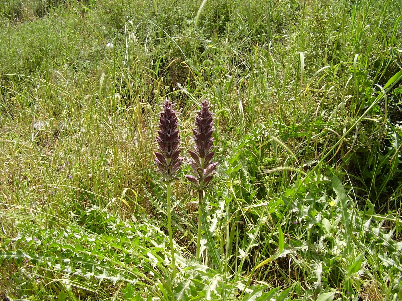 Spiny Bear's Breech (Acanthus Spinosus) — adding a dynamic element to the garden.<br><br>When selecting a site; drought-tolerant once established; requires