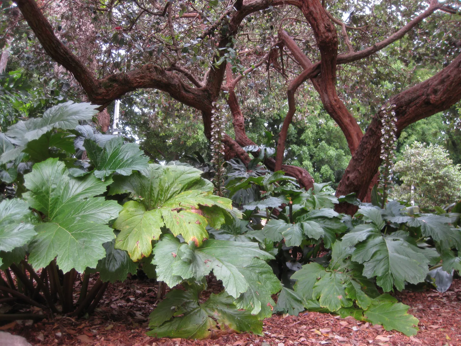 Spiny Bear's Breech (Acanthus Spinosus) — white flowers in the garden; commonly known as the Spiny Bear's Breech