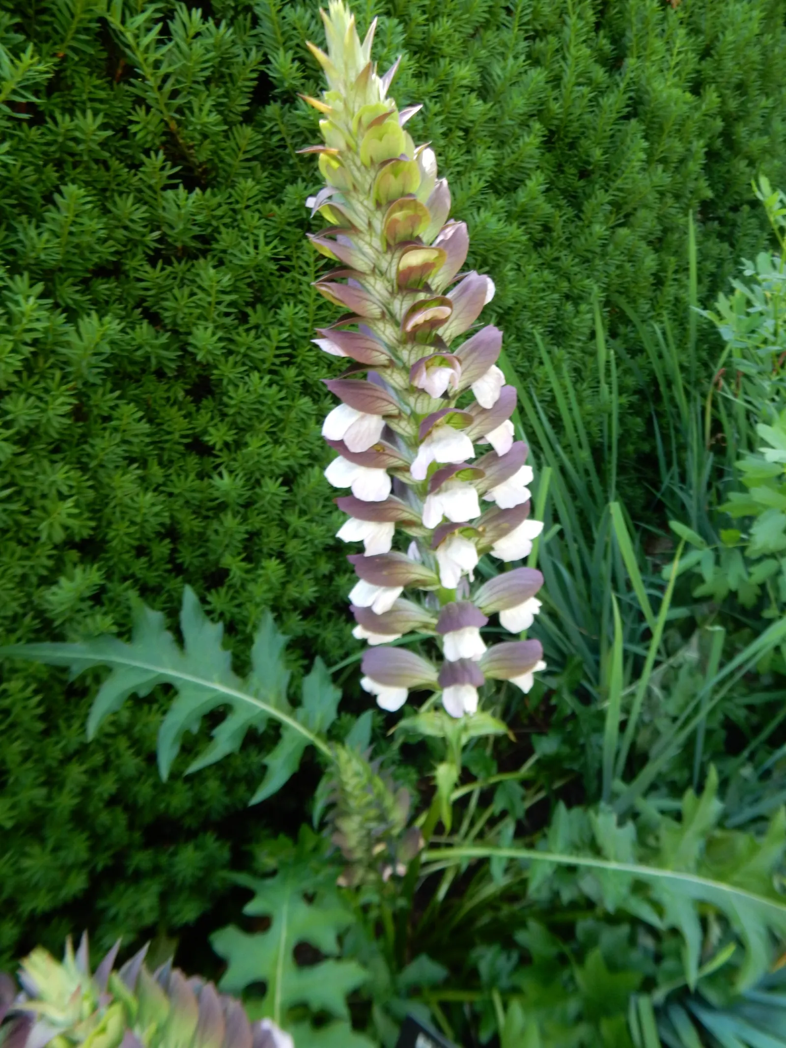 Spiny Bear's Breech (Acanthus Spinosus) — dark green leaves that can reach lengths of up to 3 feet; it has a moderate growth rate and is suitable for USDA