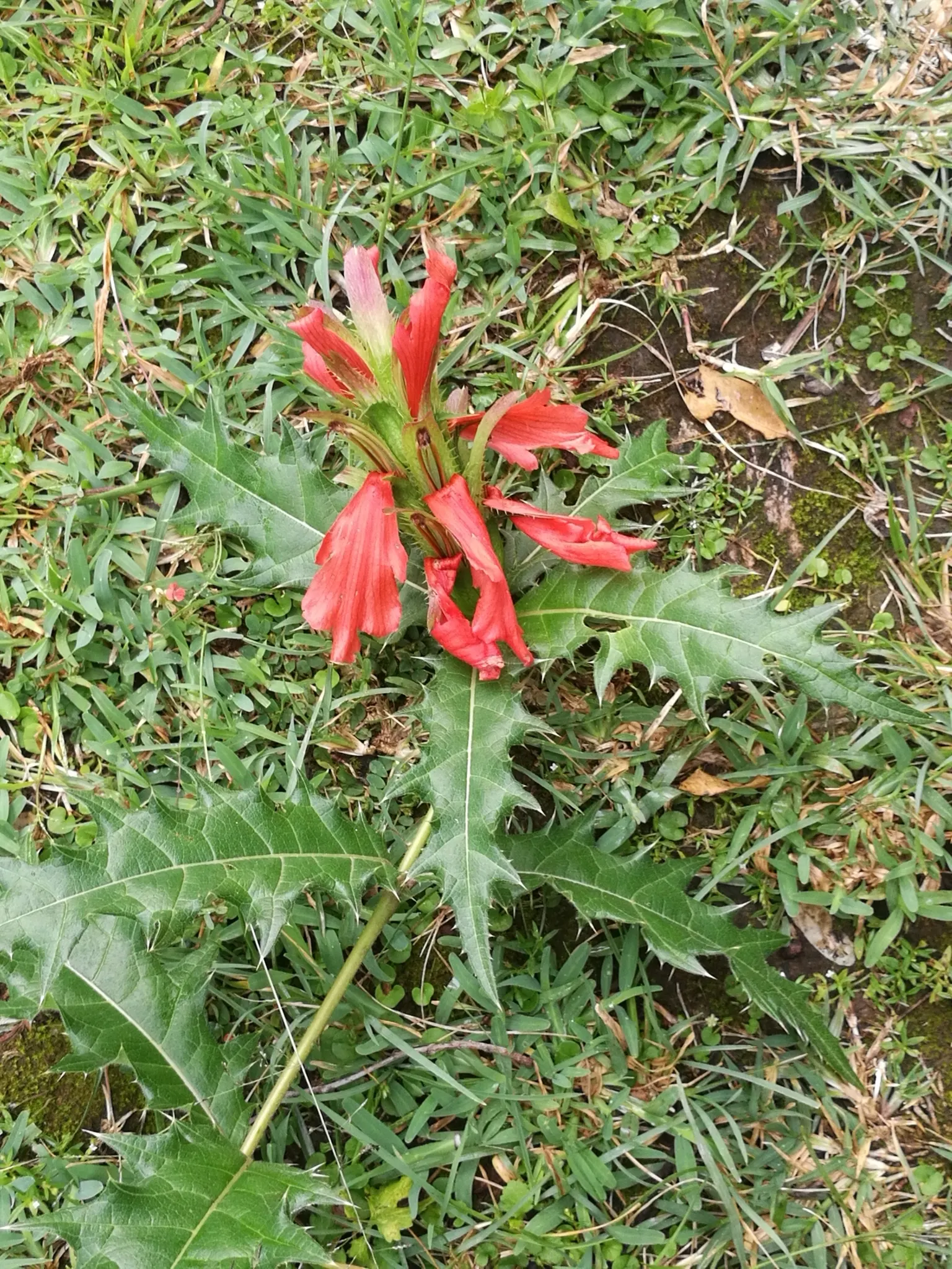 Spiny Bear's Breech (Acanthus Spinosus) — spiky foliage and tall flower spikes; serrated edges provide a unique texture