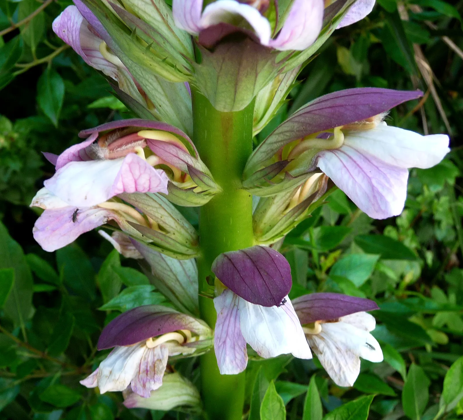 Spiny Bear's Breech (Acanthus Spinosus) — consider a place that receives full sun to partial shade; the Acanthus spinosus sends up flower spikes that can soar