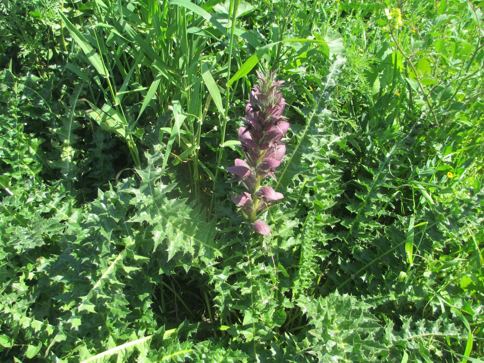 Spiny Bear's Breech (Acanthus Spinosus) — This architectural plant is native to the Mediterranean region and boasts deeply lobed; contrasting, image 57
