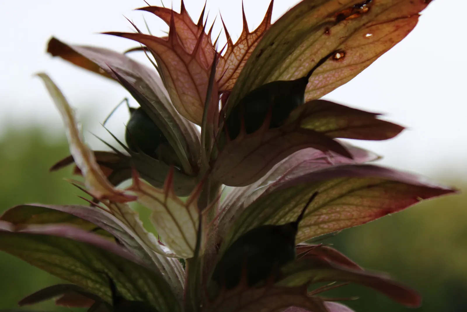 Spiny Bear's Breech (Acanthus Spinosus) — the Acanthus spinosus sends up flower spikes that can soar to heights of around 4 feet