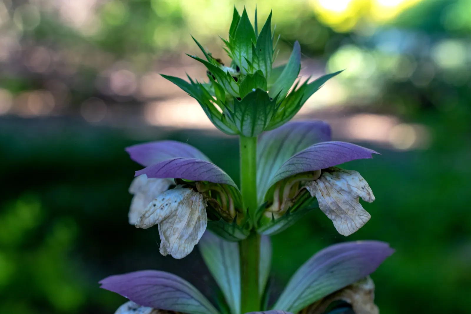 Spiny Bear's Breech (Acanthus Spinosus) — a nod to its frequent depiction in ancient Greek and Roman art