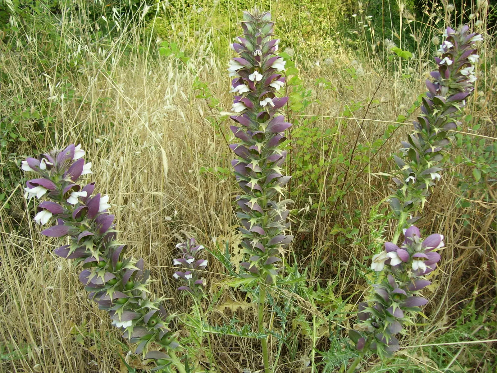 Spiny Bear's Breech (Acanthus Spinosus) — adding a dynamic element to the garden.<br><br>When selecting a site