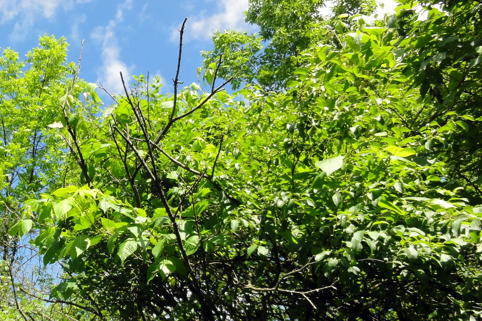 Poison Ivy (Toxicodendron Radicans) — it can also grow as a vine