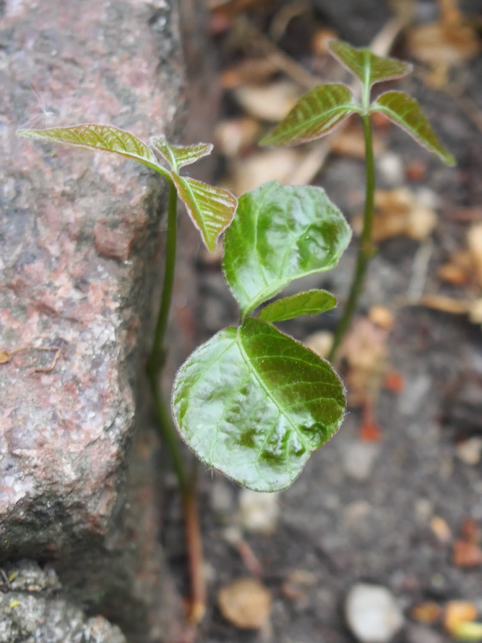 Poison Ivy (Toxicodendron Radicans) — Personal protective equipment is mandatory when handling this plant