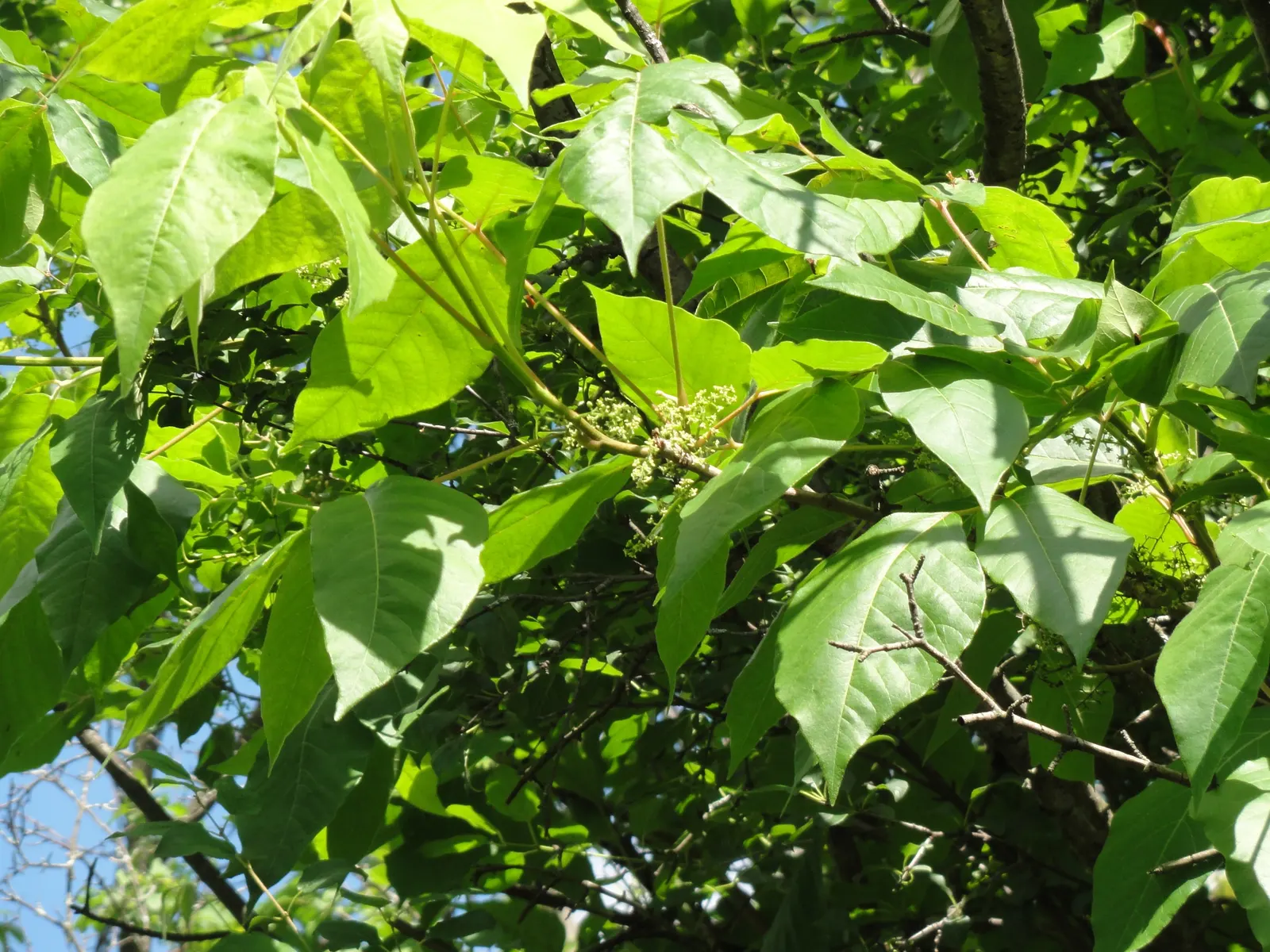 Poison Ivy (Toxicodendron Radicans) — especially in areas with human activity