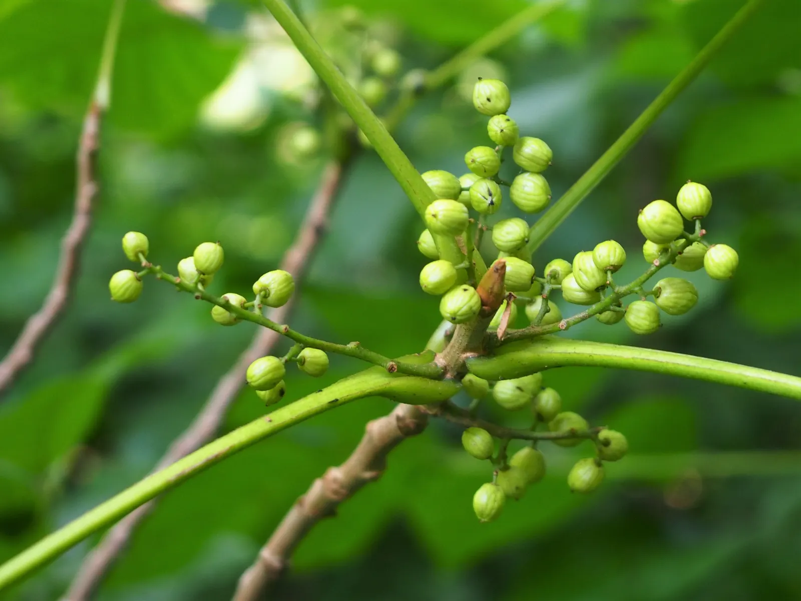 Poison Ivy (Toxicodendron Radicans) — ranging in size from 2 to 8 inches long