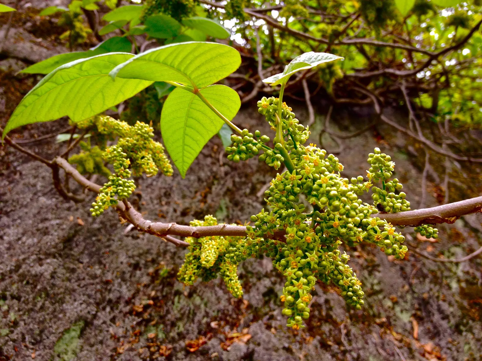 Poison Ivy (Toxicodendron Radicans) — Its leaves are distinctive, image 53