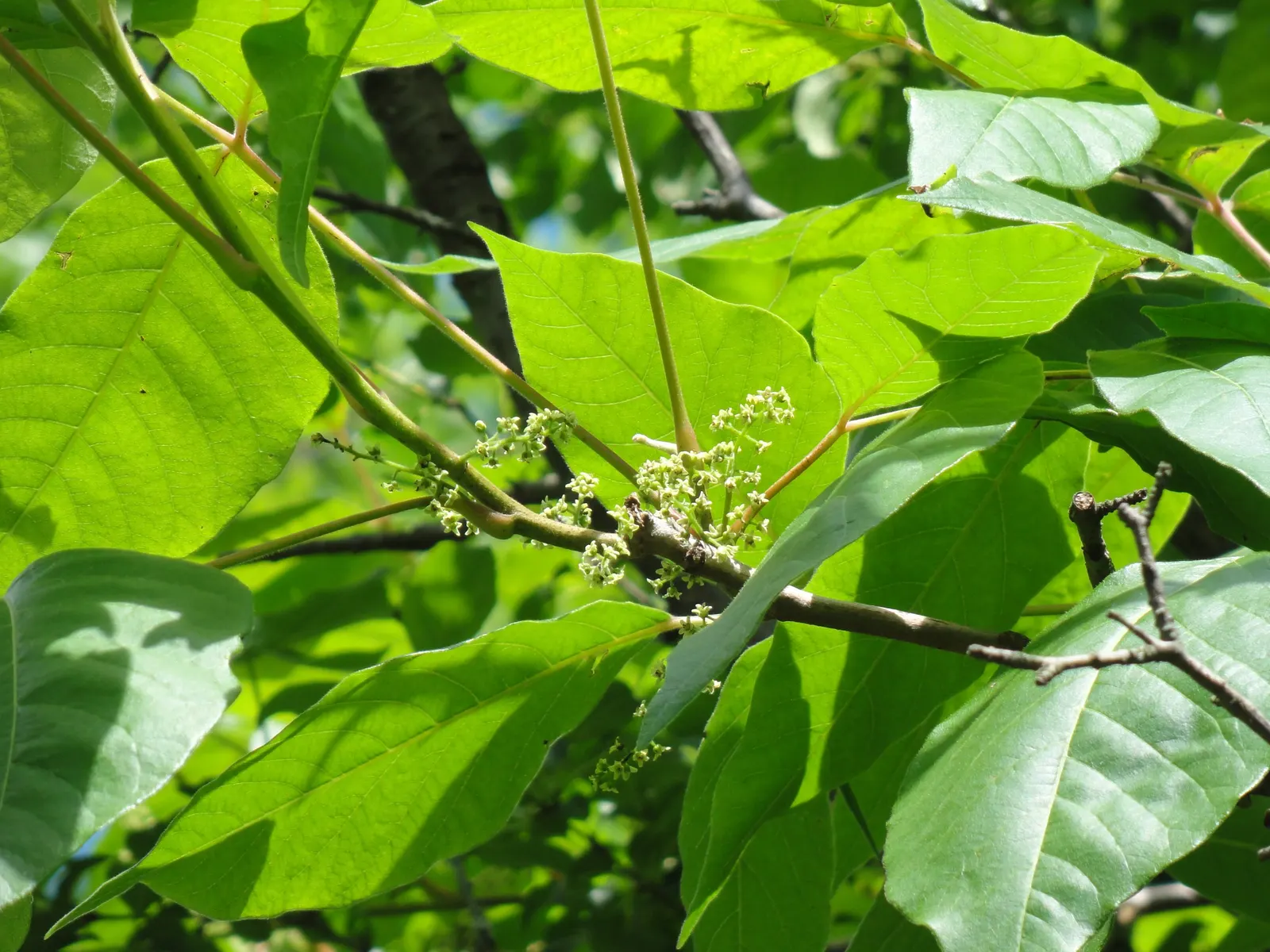 Poison Ivy (Toxicodendron Radicans) — The plant contains urushiol, causing severe skin irritation upon contact; its leaves are distinctive, image 68