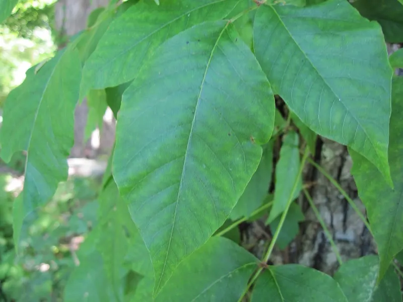 Poison Ivy (Toxicodendron Radicans) — native North American plant; its leaves are distinctive, image 86