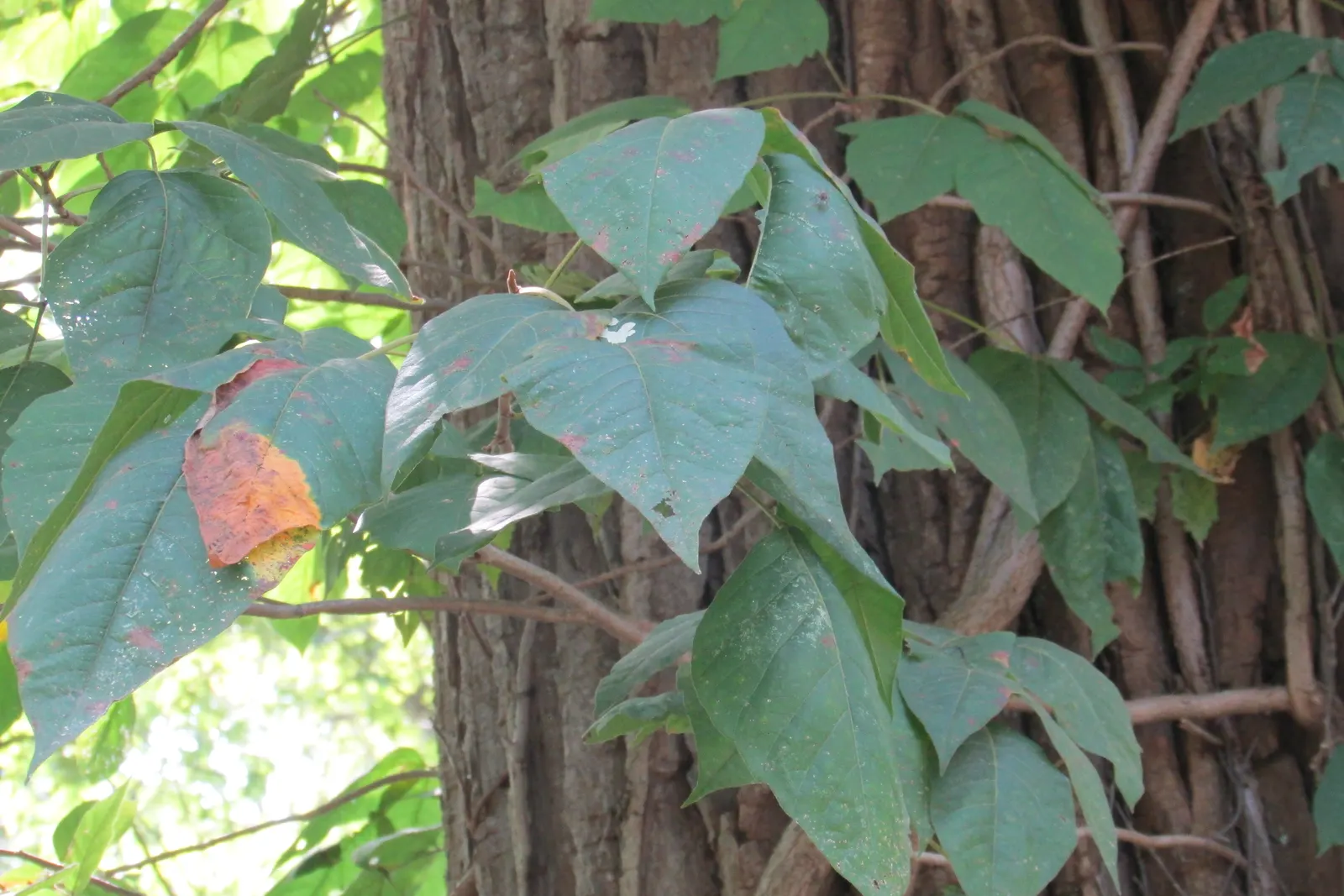 Poison Ivy (Toxicodendron Radicans) — Personal protective equipment is mandatory when handling this plant; thriving in zones 4-10, it can spread as a