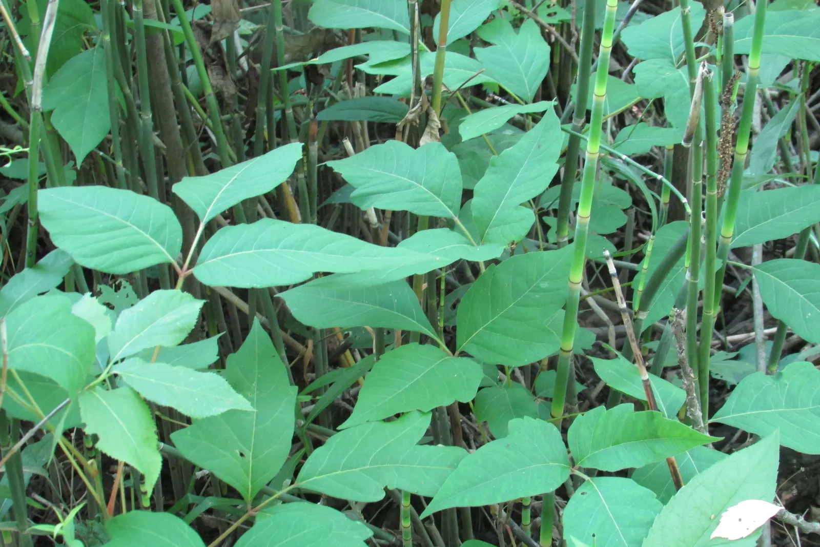 Poison Ivy (Toxicodendron Radicans) — it can also grow as a vine; especially in areas with human activity, image 72
