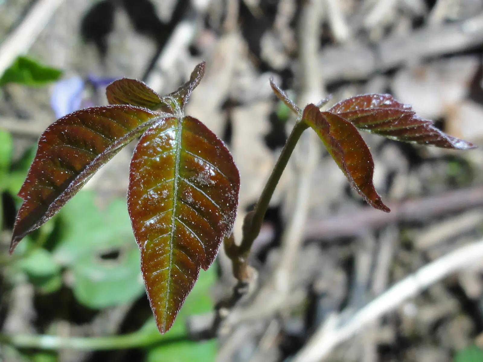 Poison Ivy (Toxicodendron Radicans) — commonly known as poison ivy; its leaves are distinctive, image 50