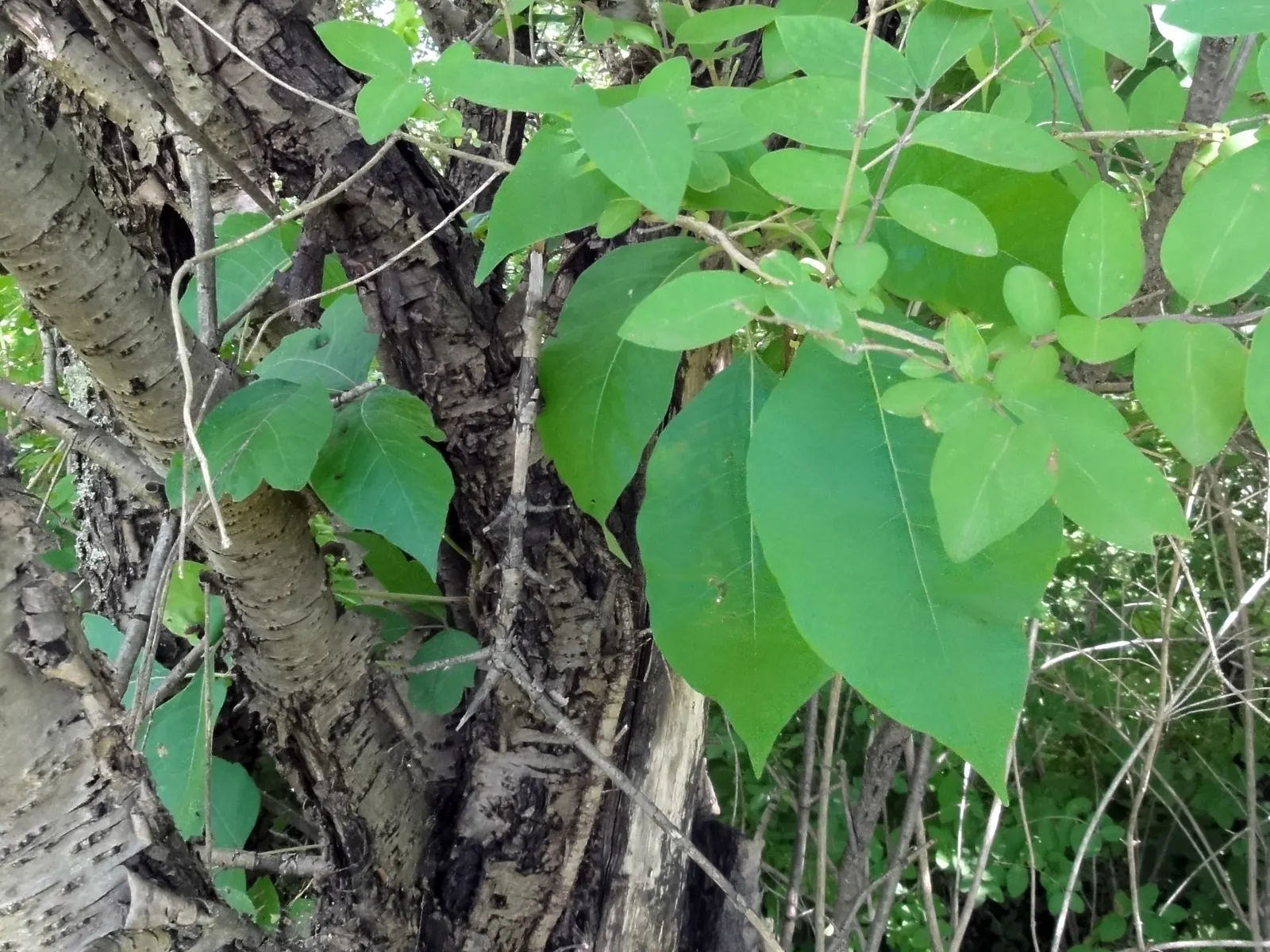 Poison Ivy (Toxicodendron Radicans) — Exercise caution: even dead plants can still cause reactions; thriving in zones 4-10, it can spread as a, image 70