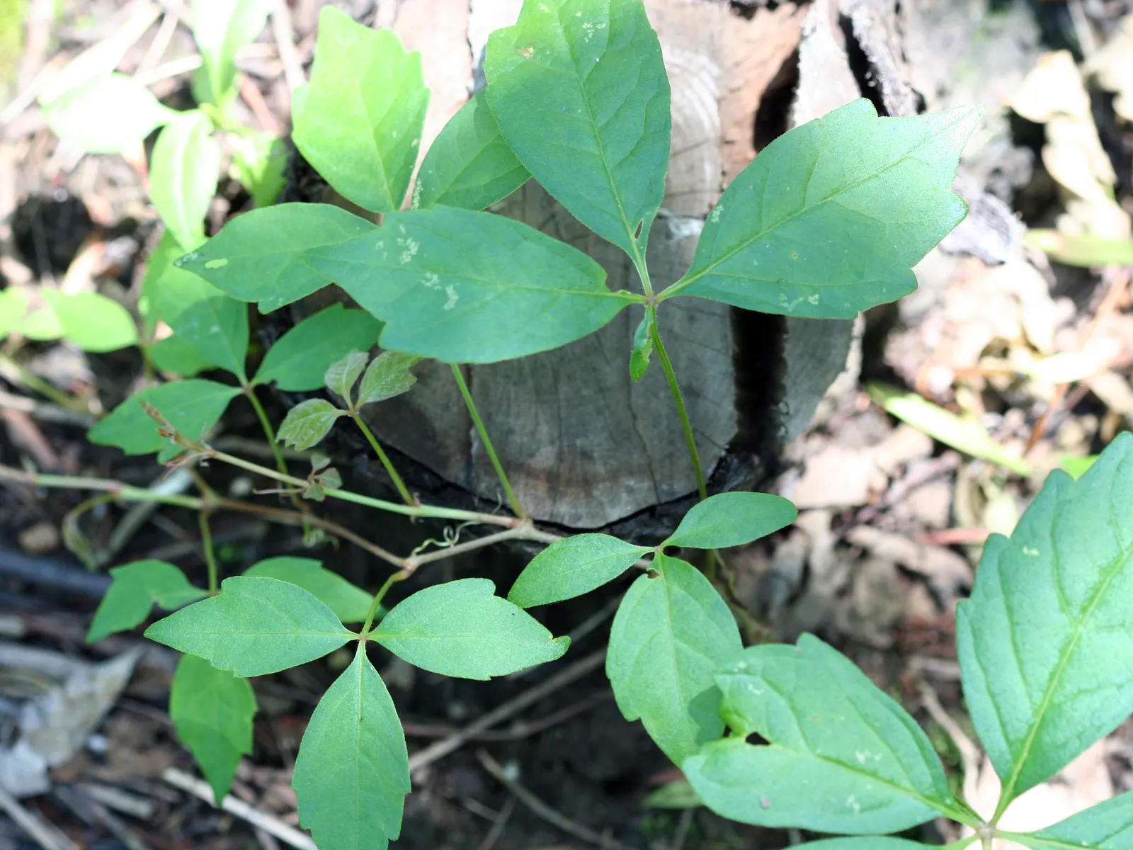 Poison Ivy (Toxicodendron Radicans) — and taking on a reddish hue when they emerge in spring; its leaves are distinctive, image 98