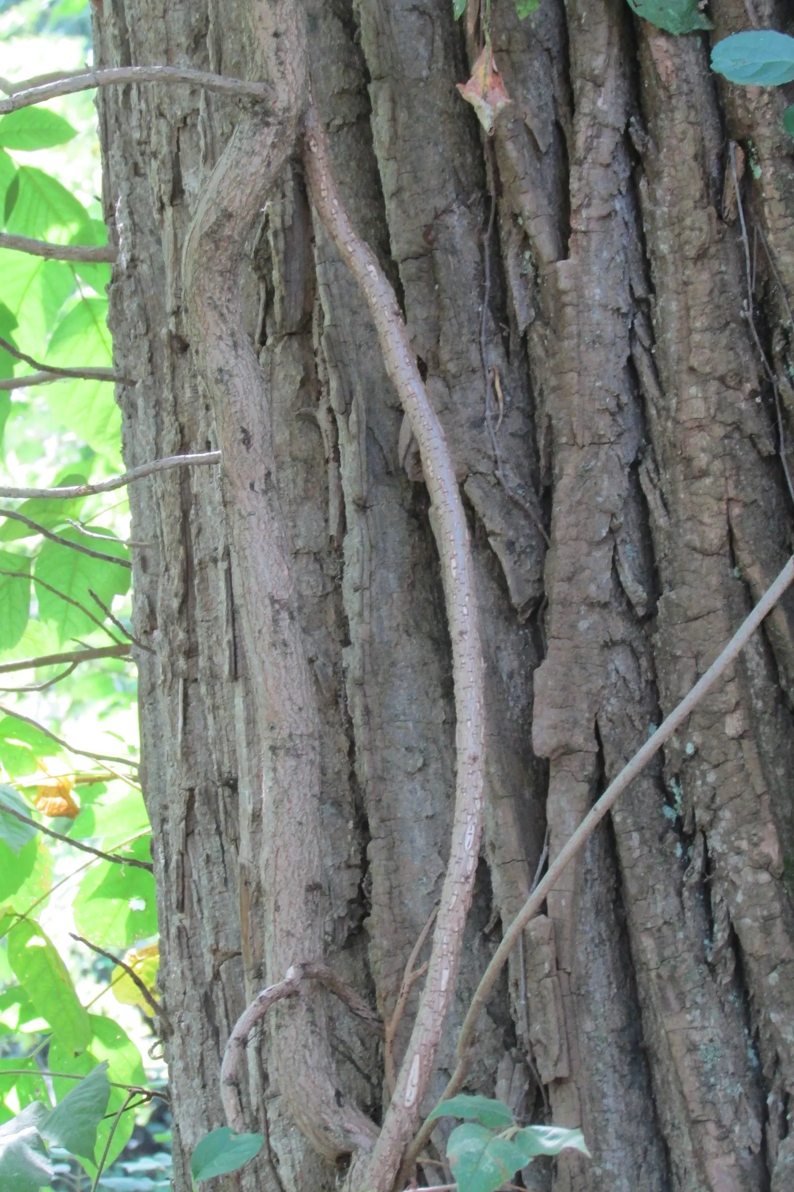 Poison Ivy (Toxicodendron Radicans) — it\'s critical to plan for controlled removal of poison ivy; its leaves are distinctive
