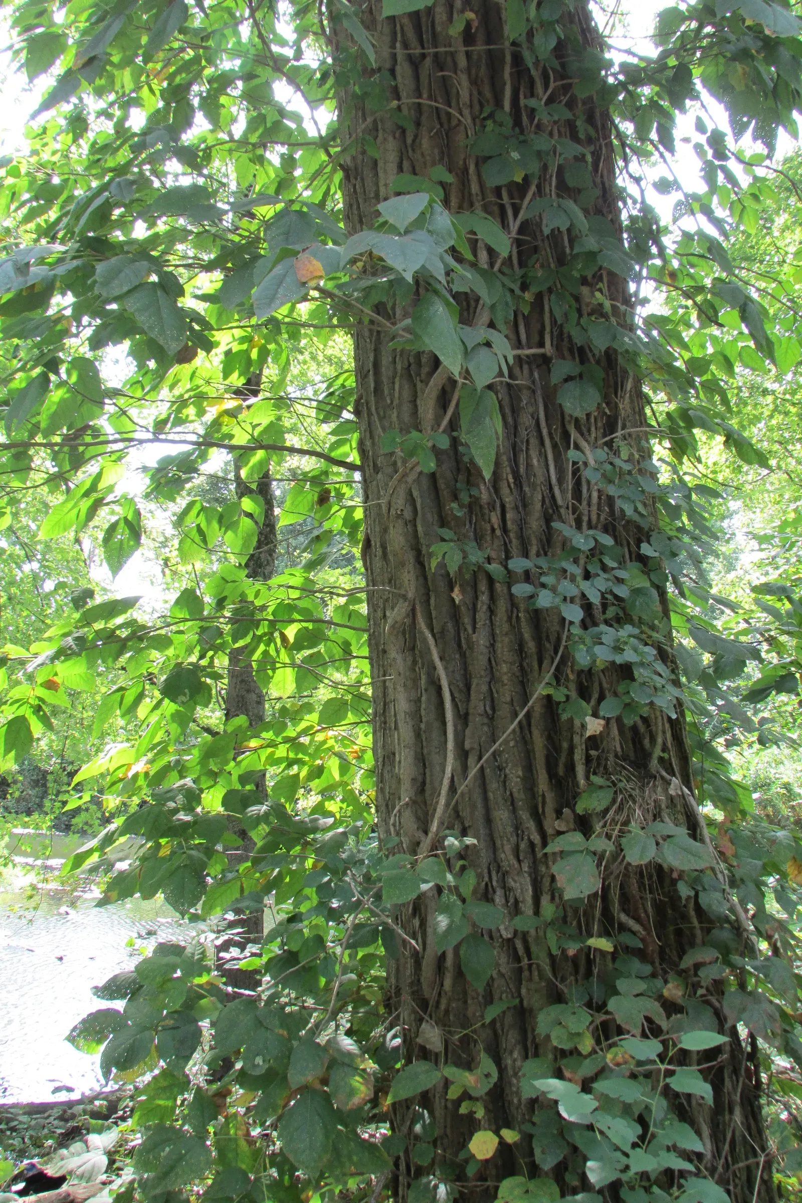 Poison Ivy (Toxicodendron Radicans) — especially in areas with human activity, image 39