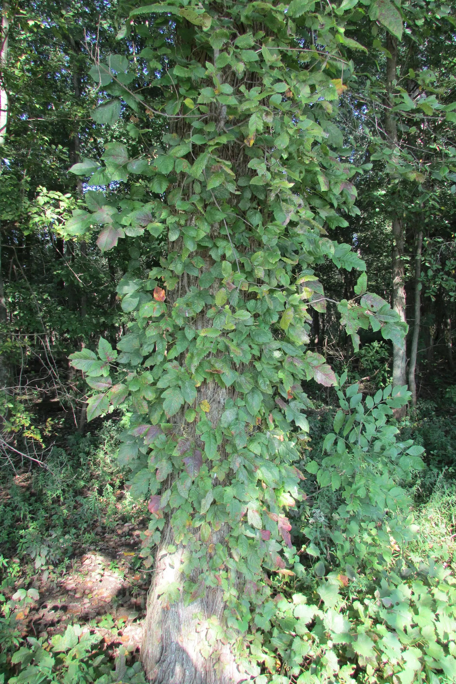 Poison Ivy (Toxicodendron Radicans) — ranging in size from 2 to 8 inches long; thriving in zones 4-10, it can spread as a groundcover or climb up, image 55