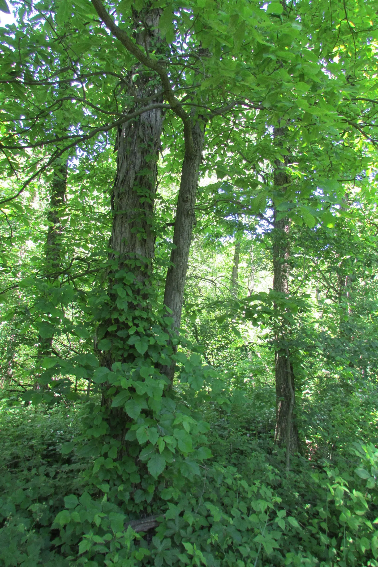 Poison Ivy (Toxicodendron Radicans) — well-drained soils and is commonly found along the edges of woods or other undisturbed areas; especially in areas with