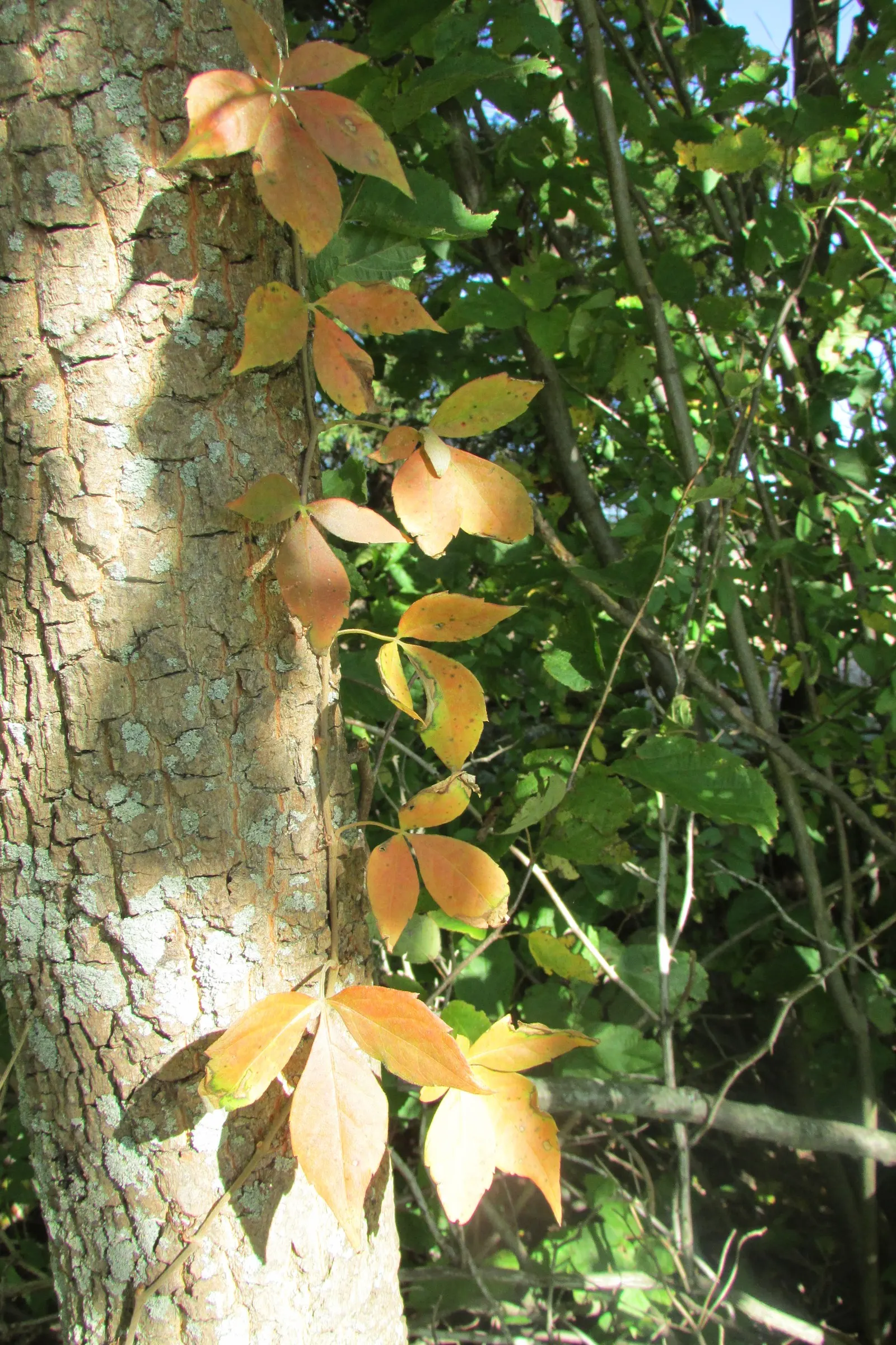 Poison Ivy (Toxicodendron Radicans) — identifiable by its trio of leaflets; especially in areas with human activity, image 87