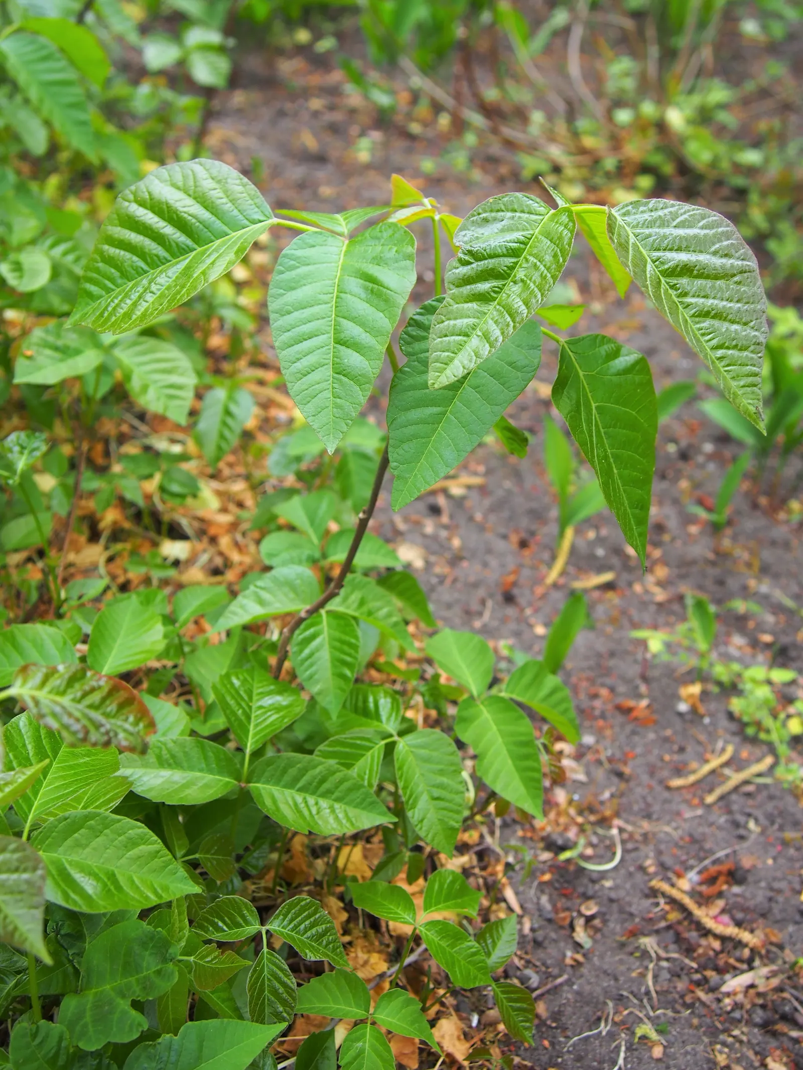 Poison Ivy (Toxicodendron Radicans) — Due to its invasive nature and health risks, it's generally unwelcome in landscapes; especially in areas with, image 90