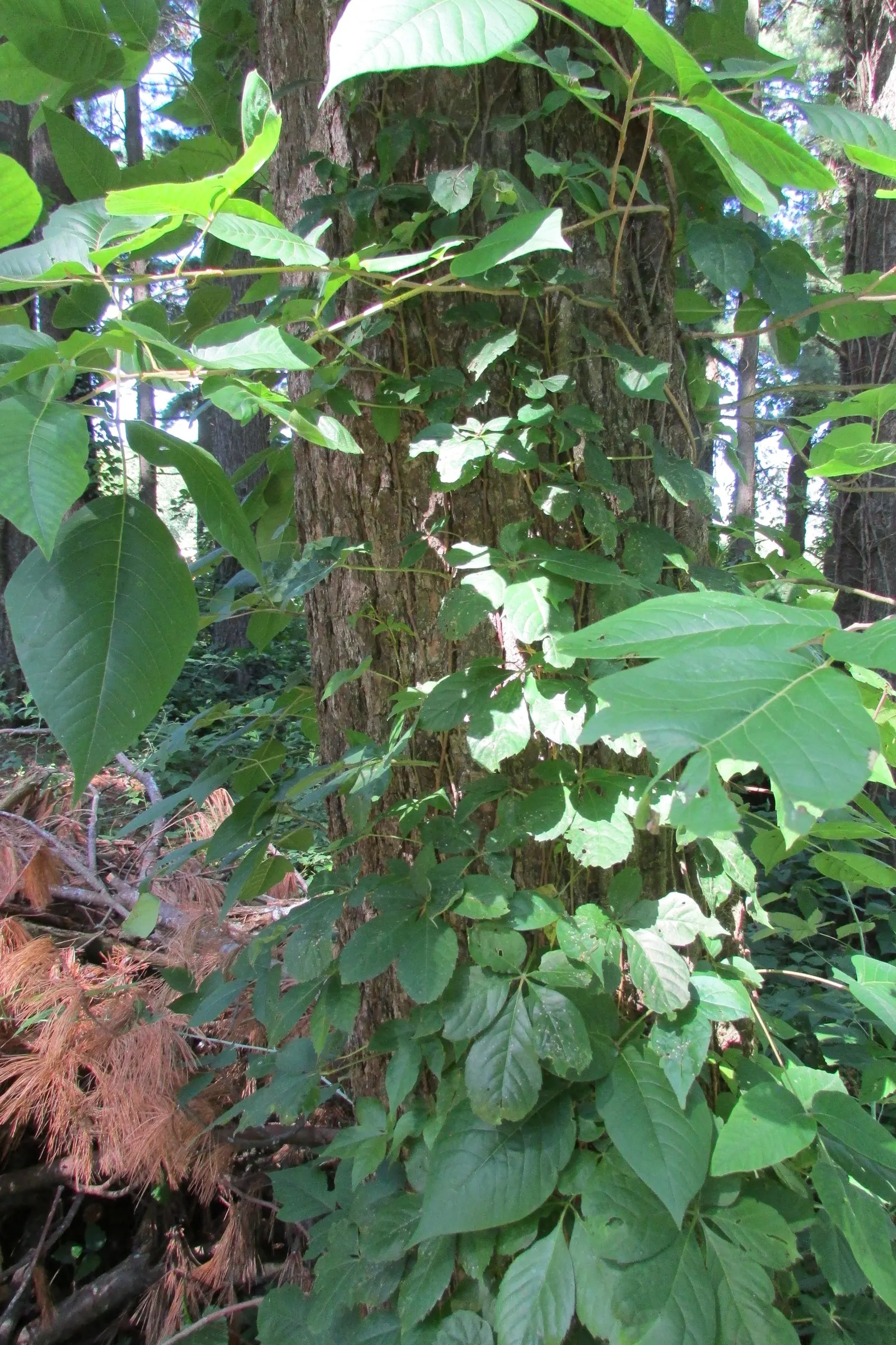 Poison Ivy (Toxicodendron Radicans) — Thriving in zones 4-10, it can spread as a groundcover or climb up to 30 feet as a vine, image 88