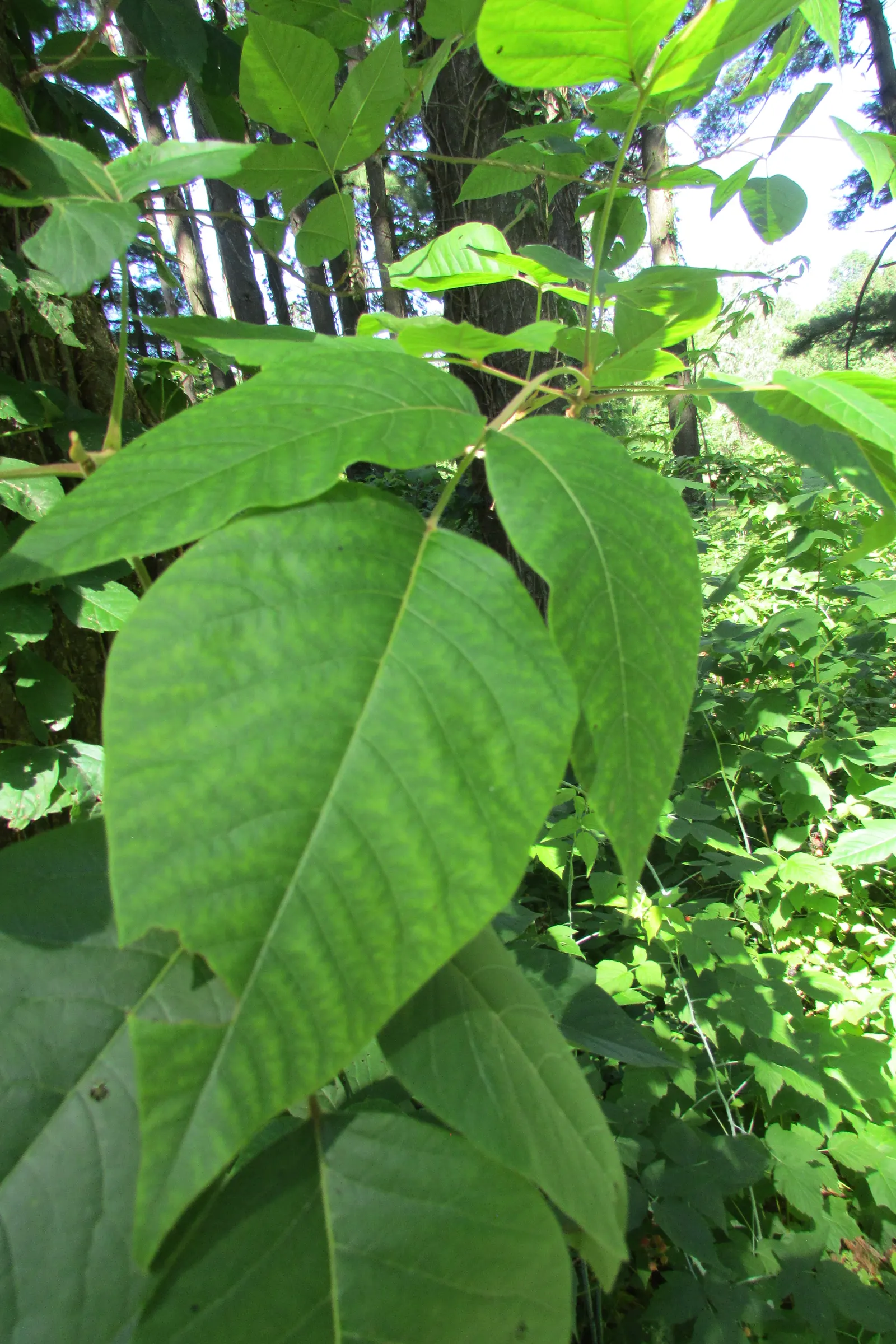Poison Ivy (Toxicodendron Radicans) — Exercise caution: even dead plants can still cause reactions; thriving in zones 4-10, it can spread as a groundcover or