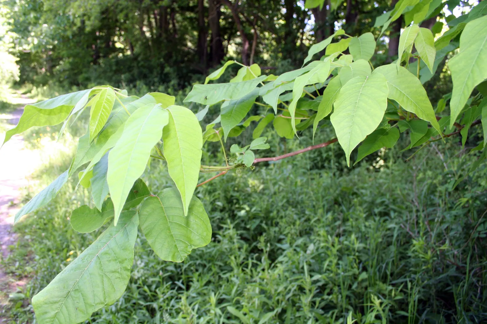 Poison Ivy (Toxicodendron Radicans) — especially in areas with human activity, image 60
