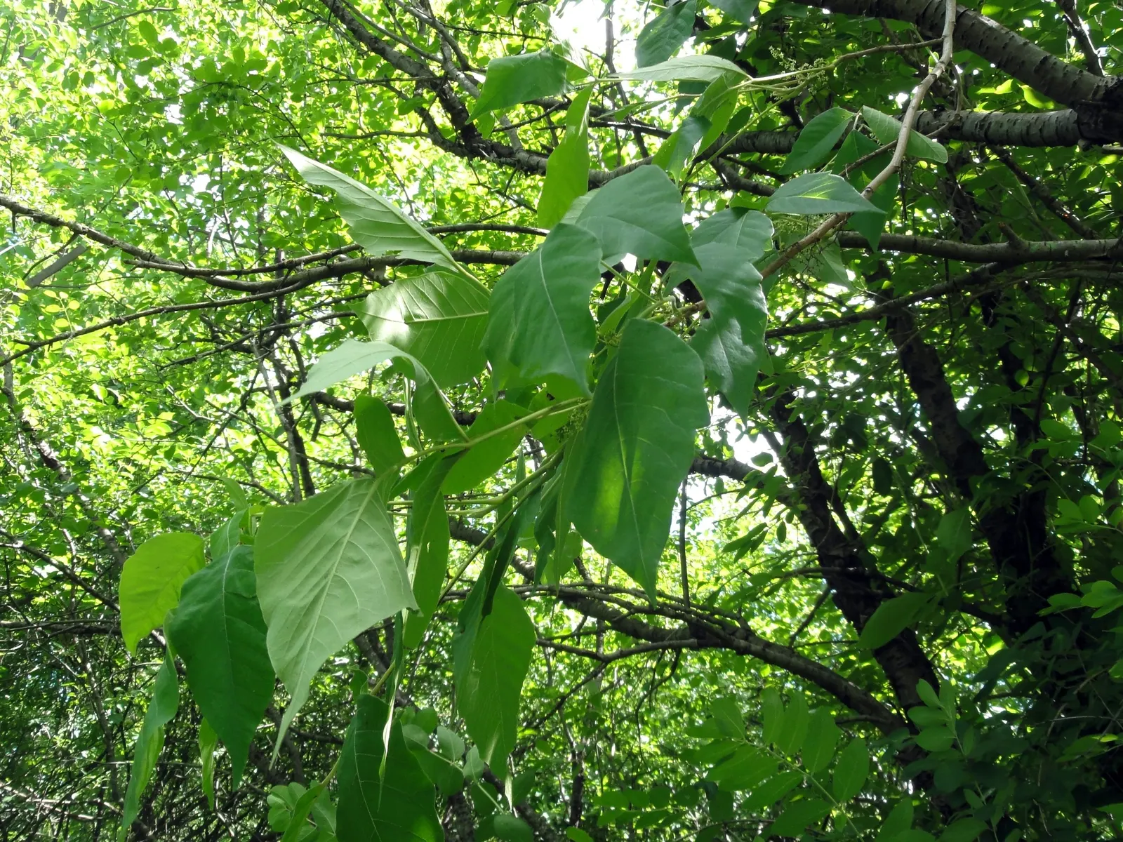 Poison Ivy (Toxicodendron Radicans) — commonly known as poison ivy; its leaves are distinctive, image 92