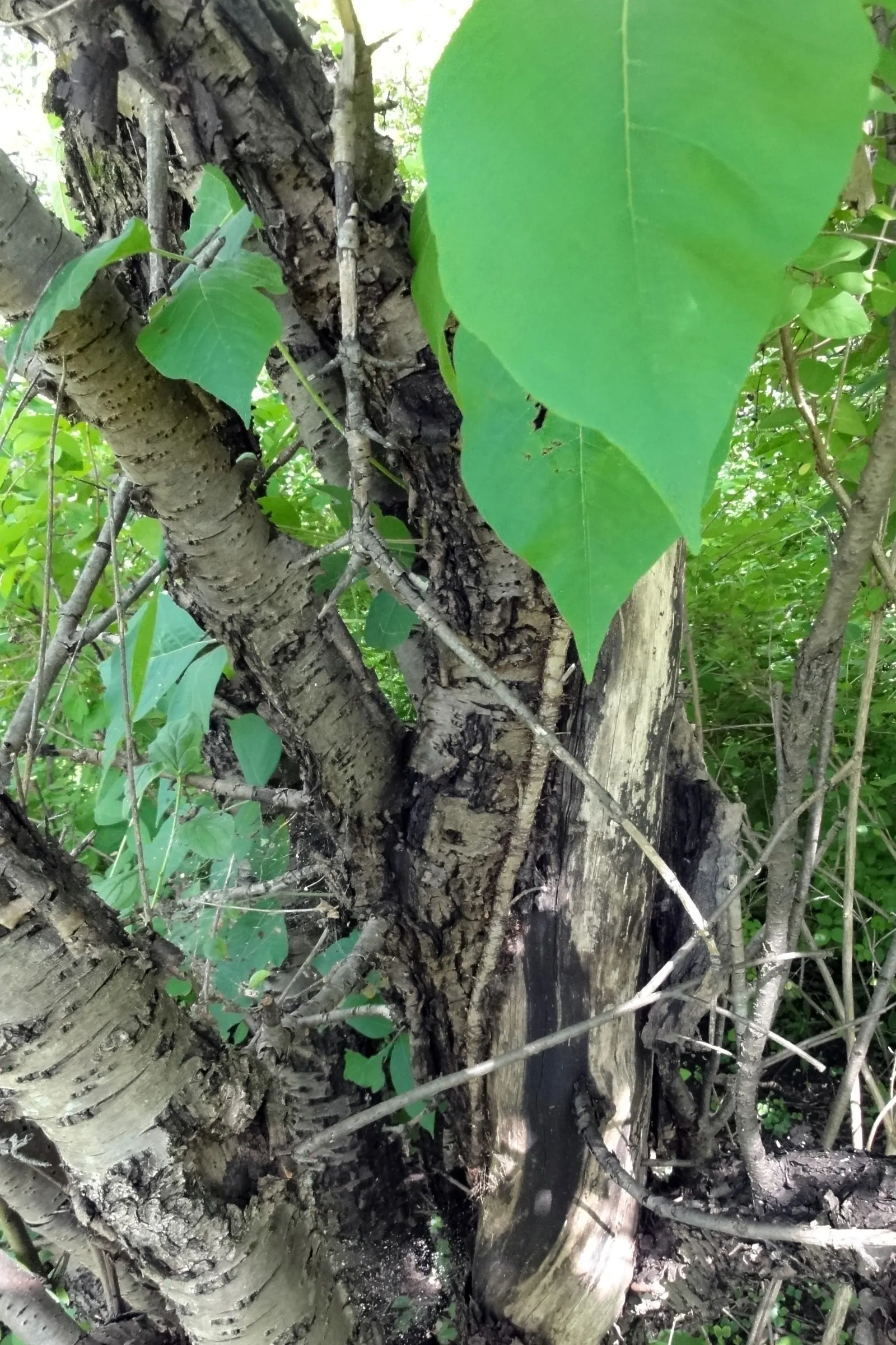 Poison Ivy (Toxicodendron Radicans) — shrub for full or half or shade