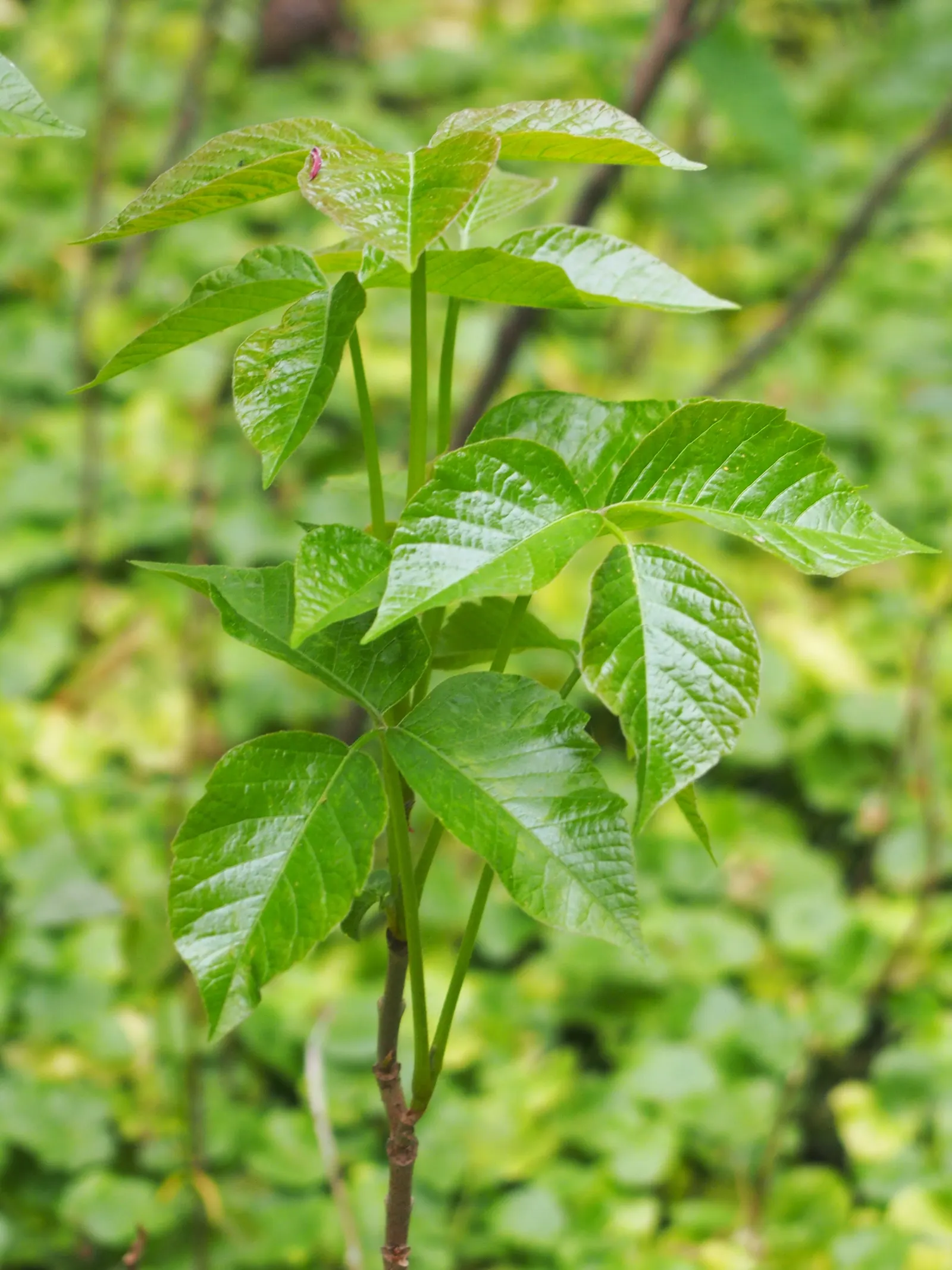 Poison Ivy (Toxicodendron Radicans) — it can also grow as a vine; especially in areas with human activity, image 93