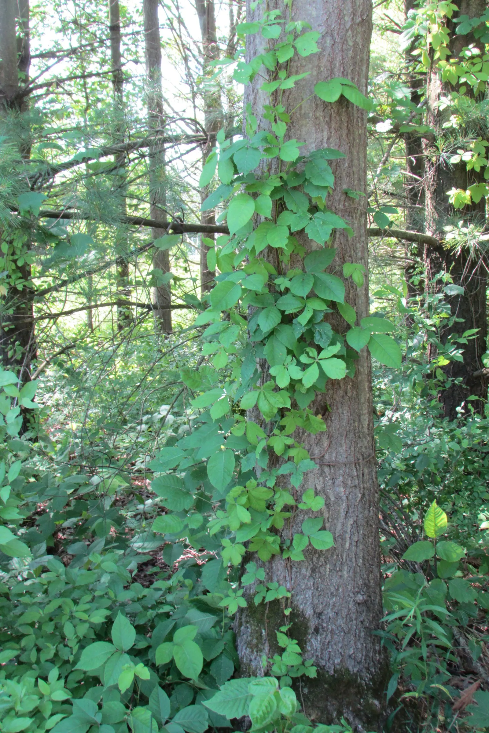 Poison Ivy (Toxicodendron Radicans) — Poison Ivy (Toxicodendron radicans) is a pernicious; thriving in zones 4-10, it can spread as a groundcover, image 85