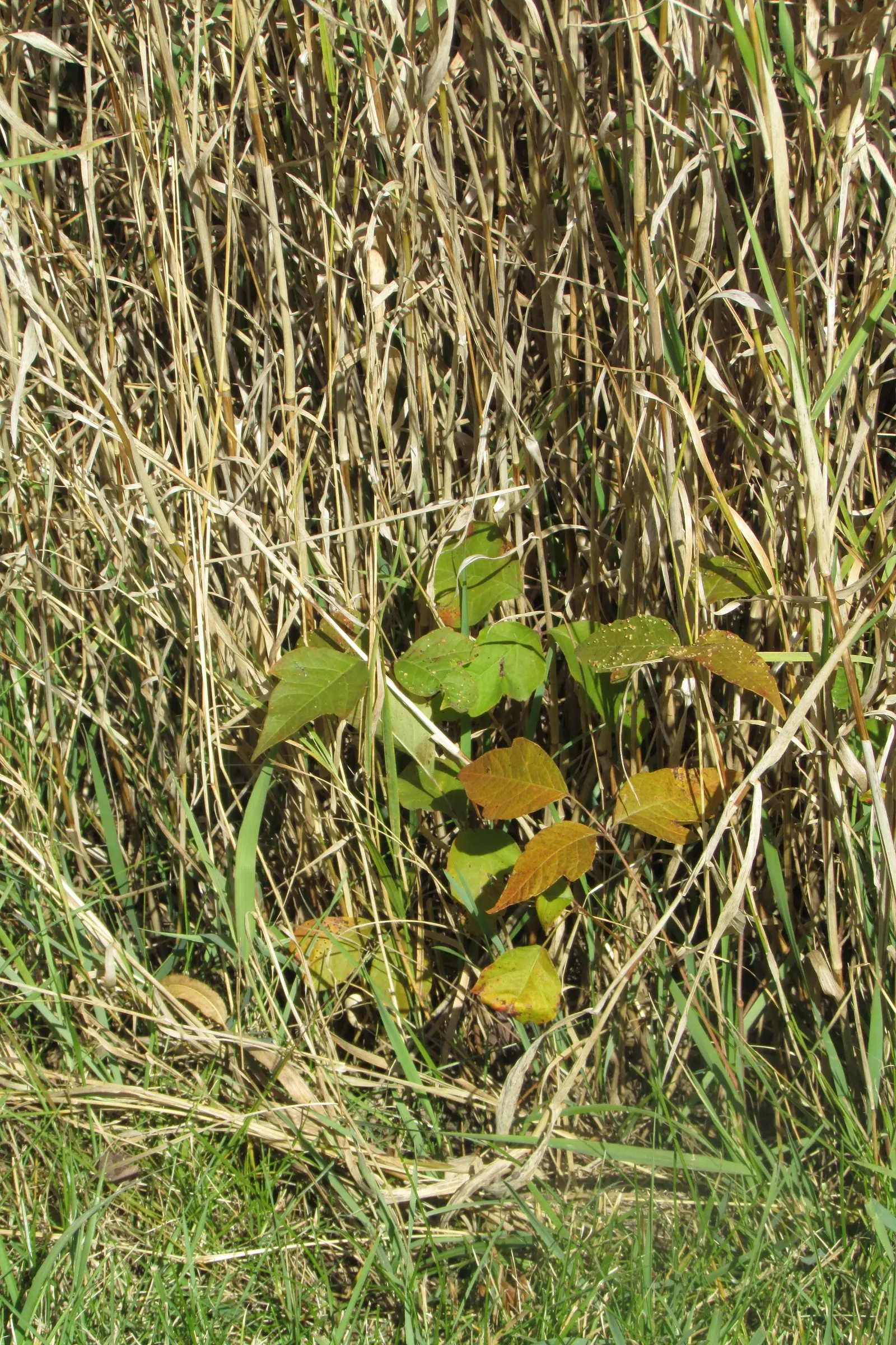 Poison Ivy (Toxicodendron Radicans) — especially in areas with human activity, image 81