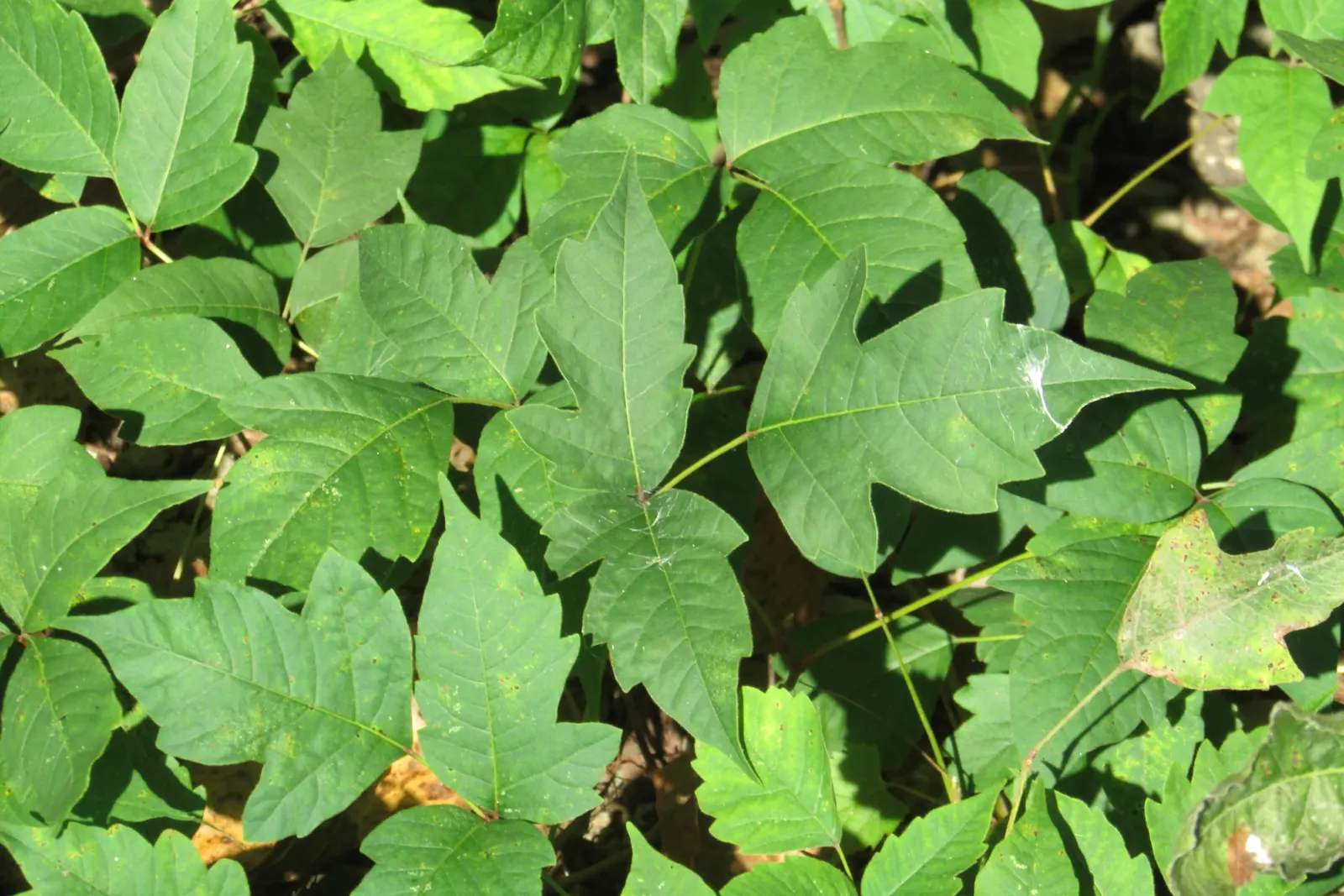 Poison Ivy (Toxicodendron Radicans) — identifiable by its trio of leaflets; especially in areas with human activity, image 66