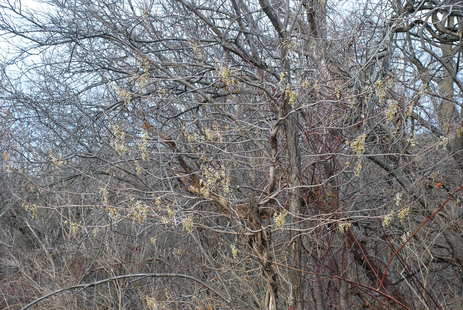Poison Ivy (Toxicodendron Radicans) — often climbing trees with the aid of small rootlets; thriving in zones 4-10, it can spread as a groundcover, image 52
