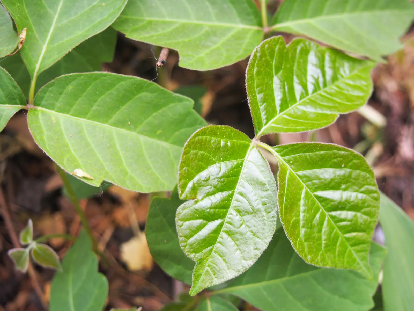 Poison Ivy (Toxicodendron Radicans) — Its leaves are distinctive