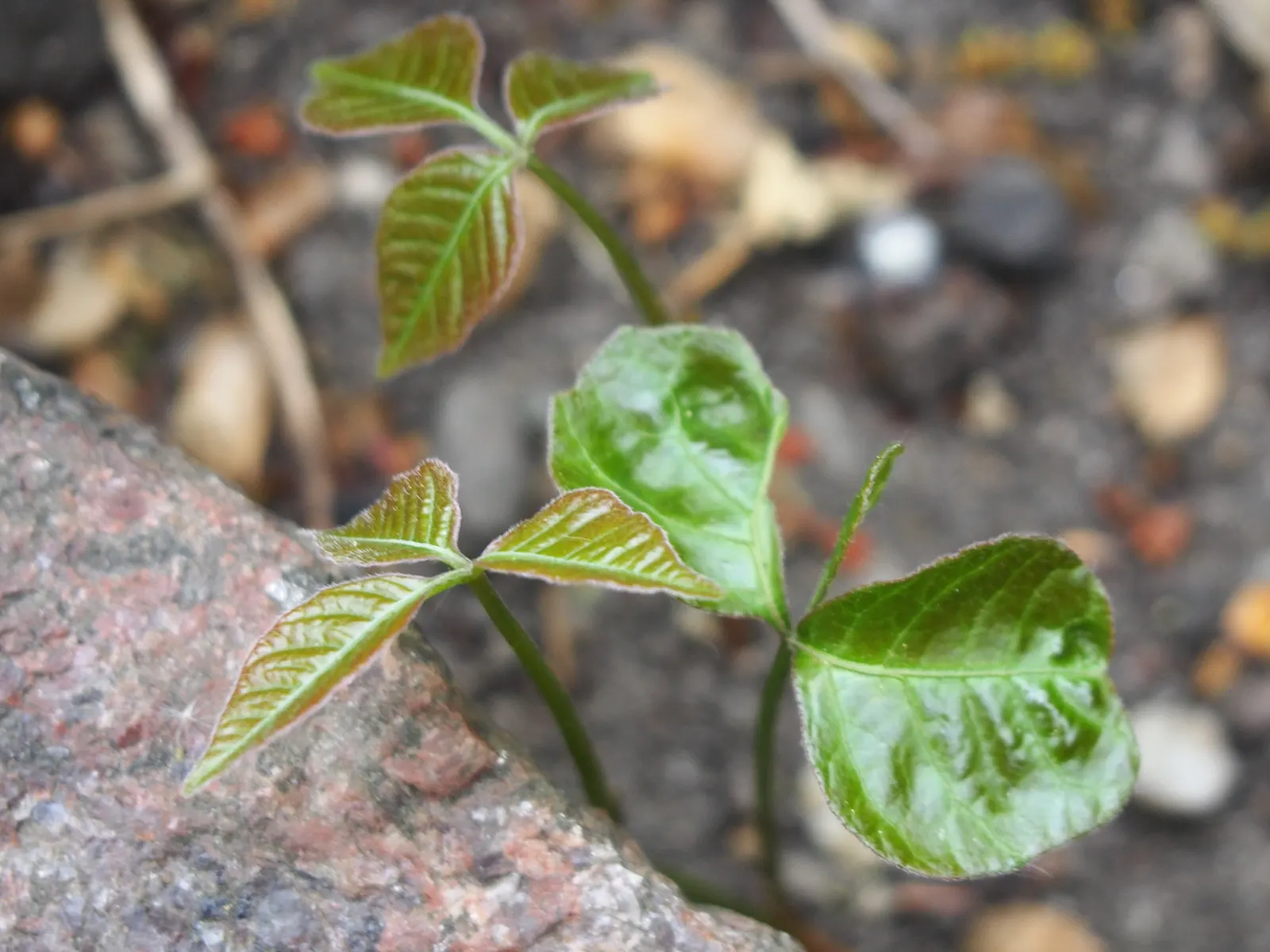 Poison Ivy (Toxicodendron Radicans) — Exercise caution: even dead plants can still cause reactions; thriving in zones 4-10, it can spread as a, image 91