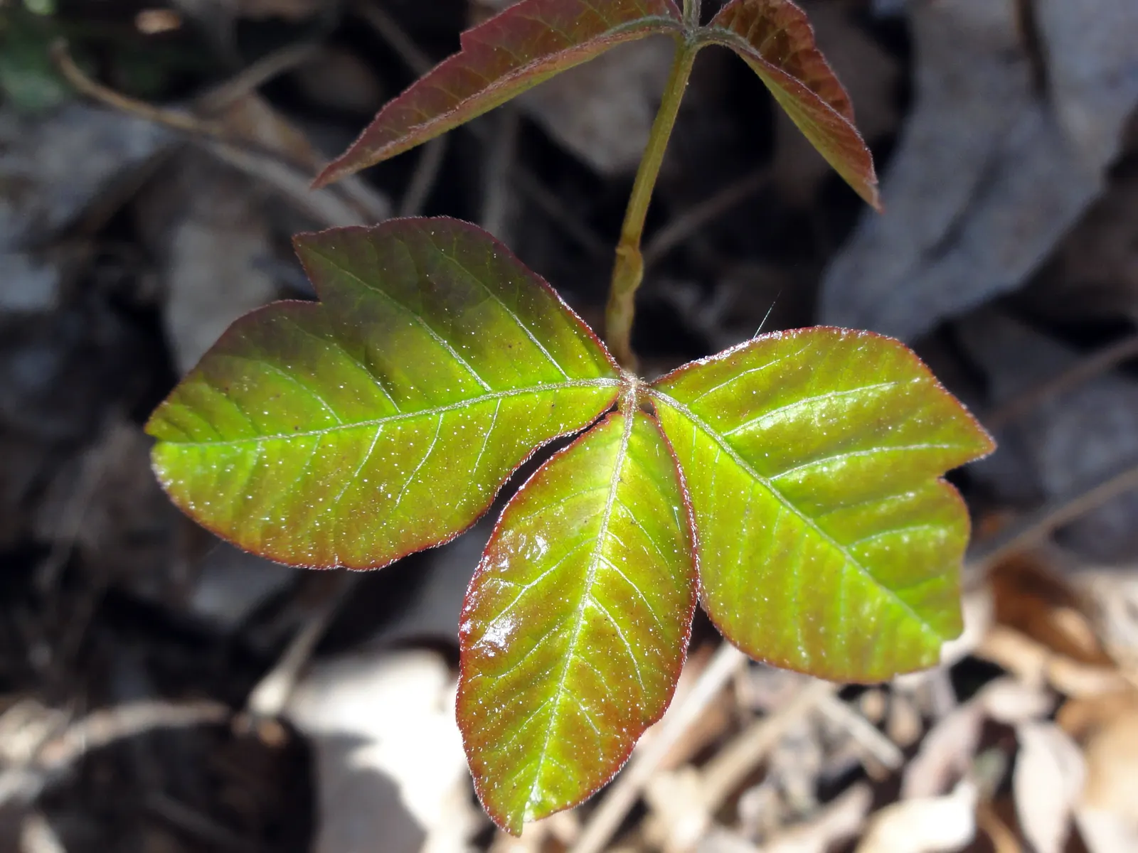 Poison Ivy (Toxicodendron Radicans) — with three almond-shaped leaflets; especially in areas with human activity, image 54