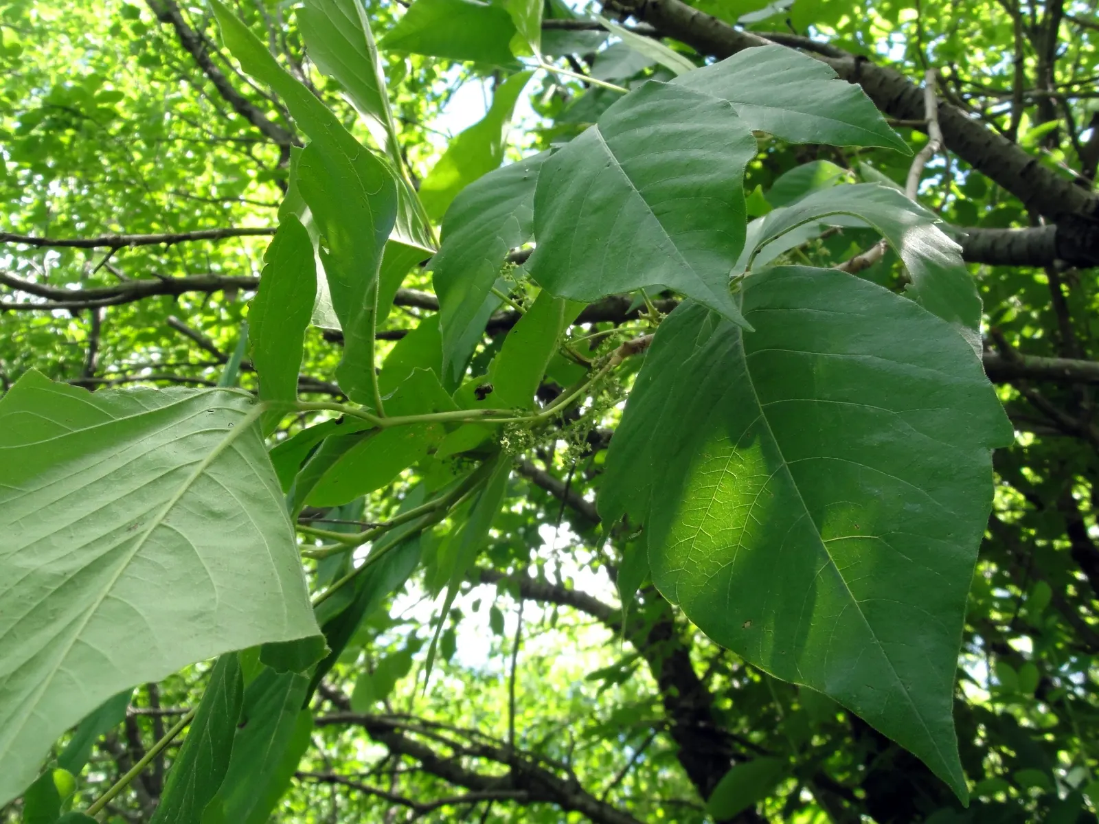 Poison Ivy (Toxicodendron Radicans) — well-drained soils and is commonly found along the edges of woods or other undisturbed areas