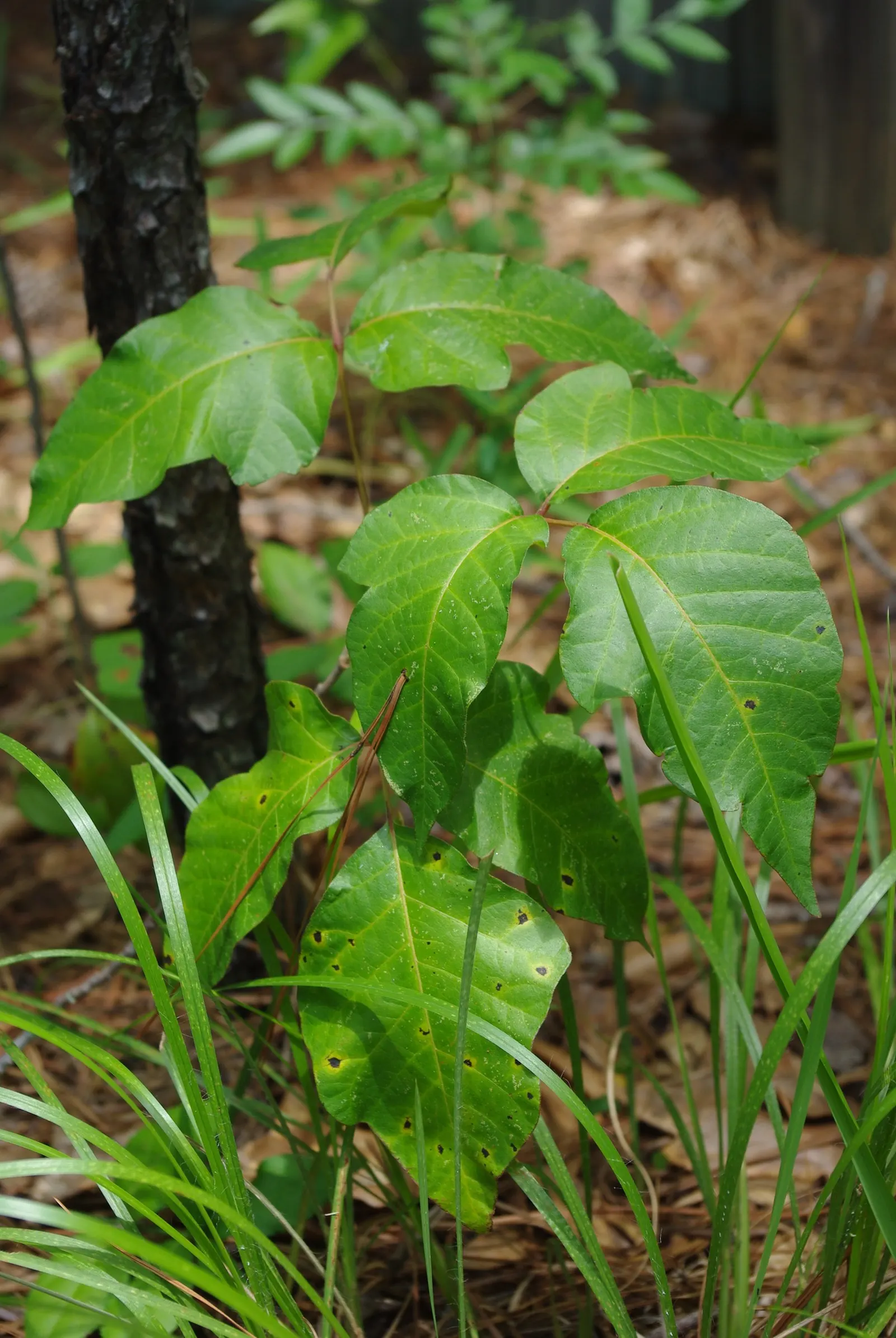 Poison Ivy (Toxicodendron Radicans) — Exercise caution: even dead plants can still cause reactions; thriving in zones 4-10, it can spread as a, image 49