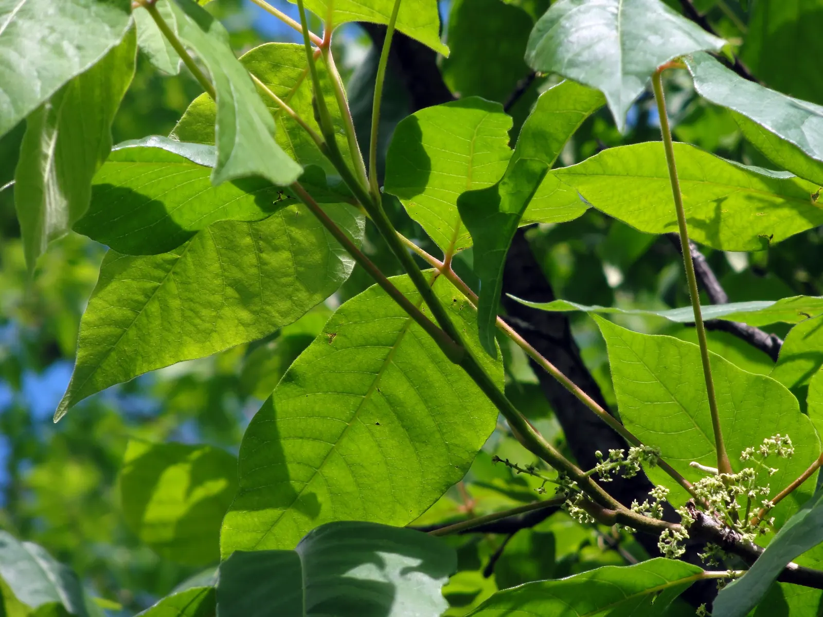 Poison Ivy (Toxicodendron Radicans) — often climbing trees with the aid of small rootlets; thriving in zones 4-10, it can spread as a groundcover, image 73
