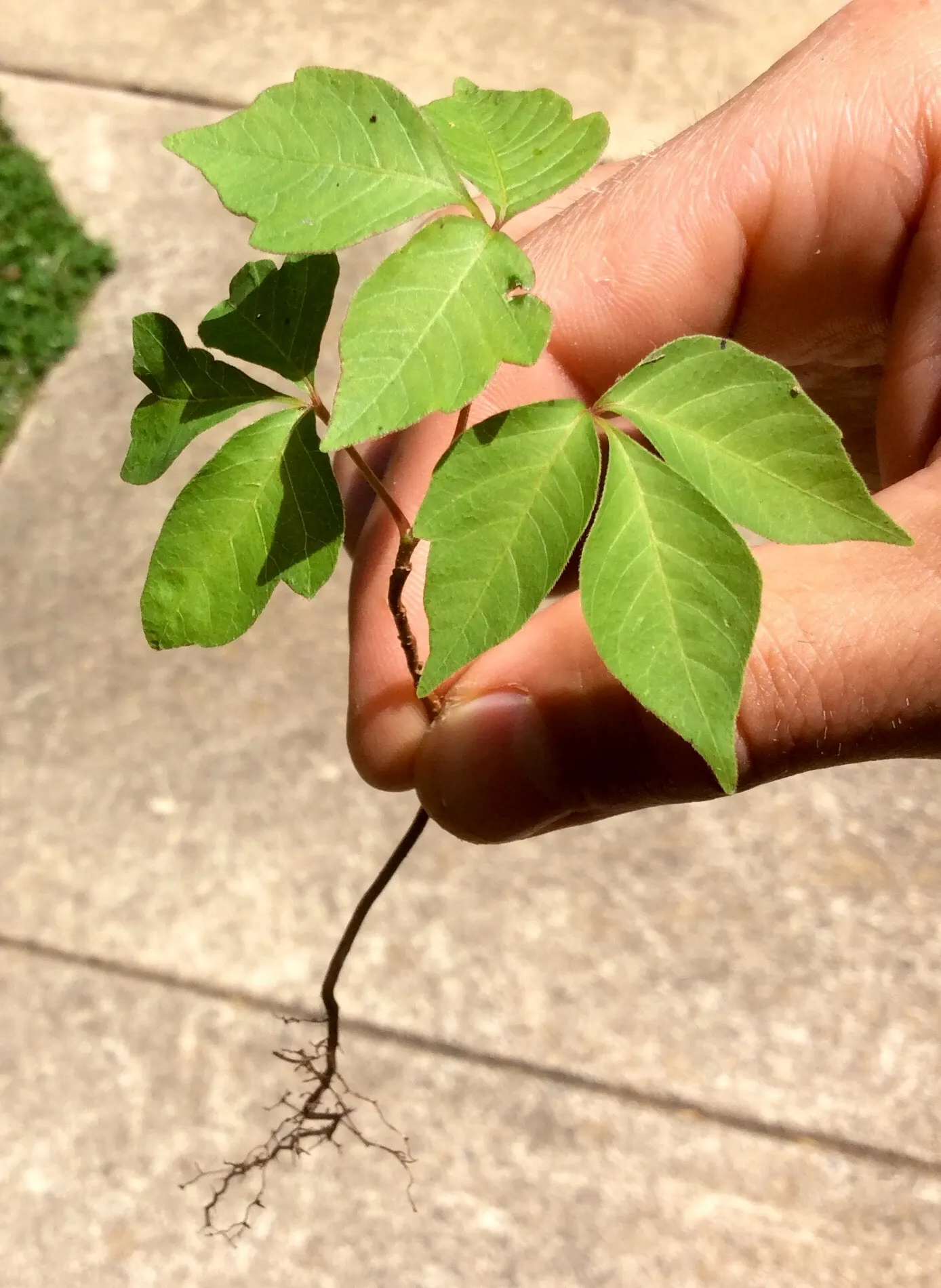 Poison Ivy (Toxicodendron Radicans) — often climbing trees with the aid of small rootlets; thriving in zones 4-10, it can spread as a groundcover or climb up