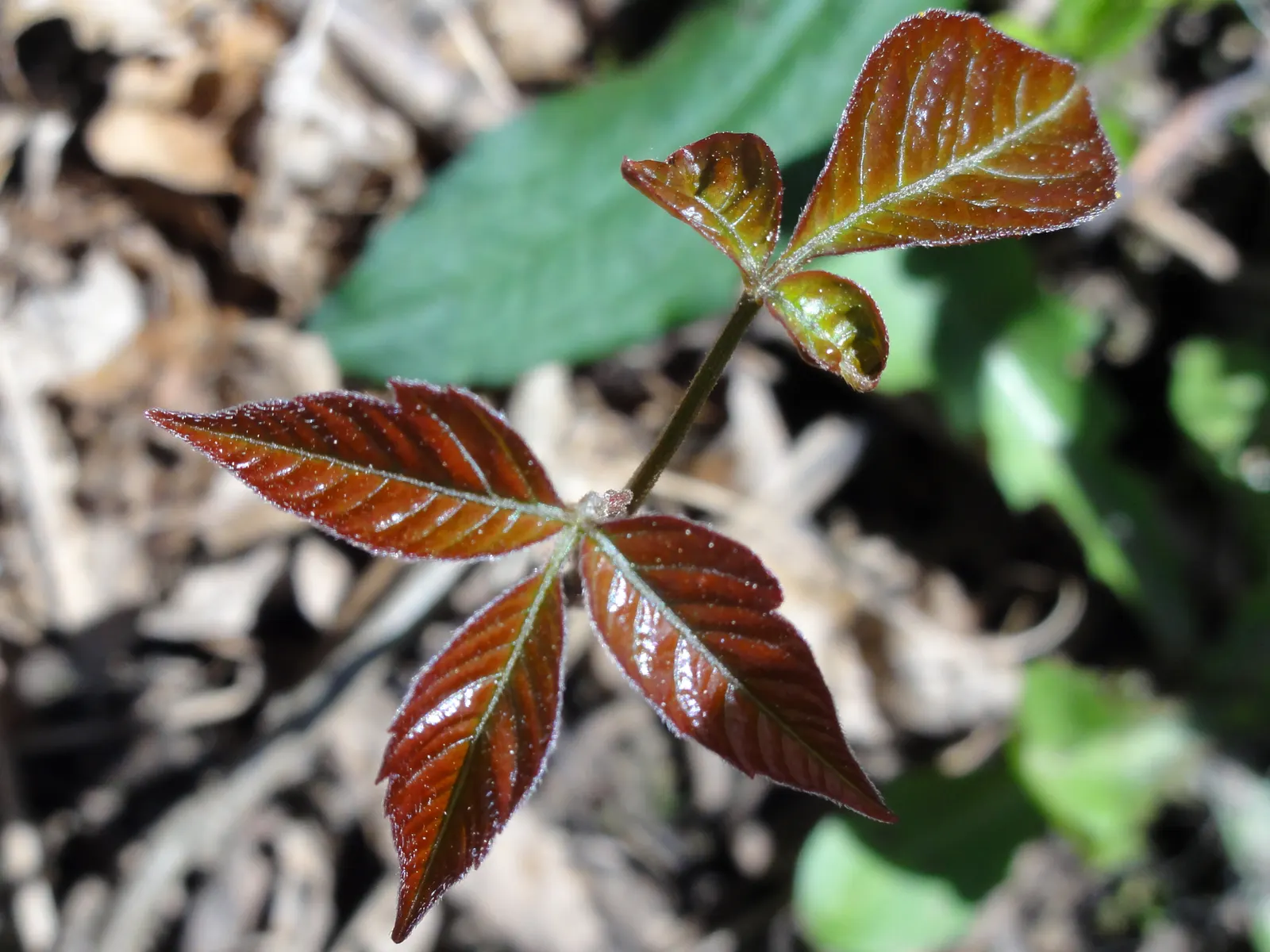 Poison Ivy (Toxicodendron Radicans) — It spreads through seed dispersal and vegetatively by rhizomes.<br><br>When designing landscapes; thriving in, image 79