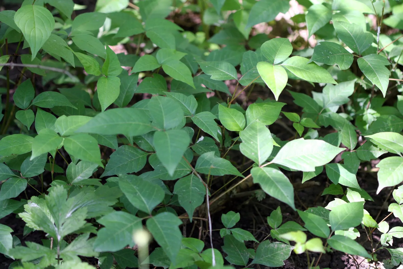 Poison Ivy (Toxicodendron Radicans) — Its leaves are distinctive, image 74