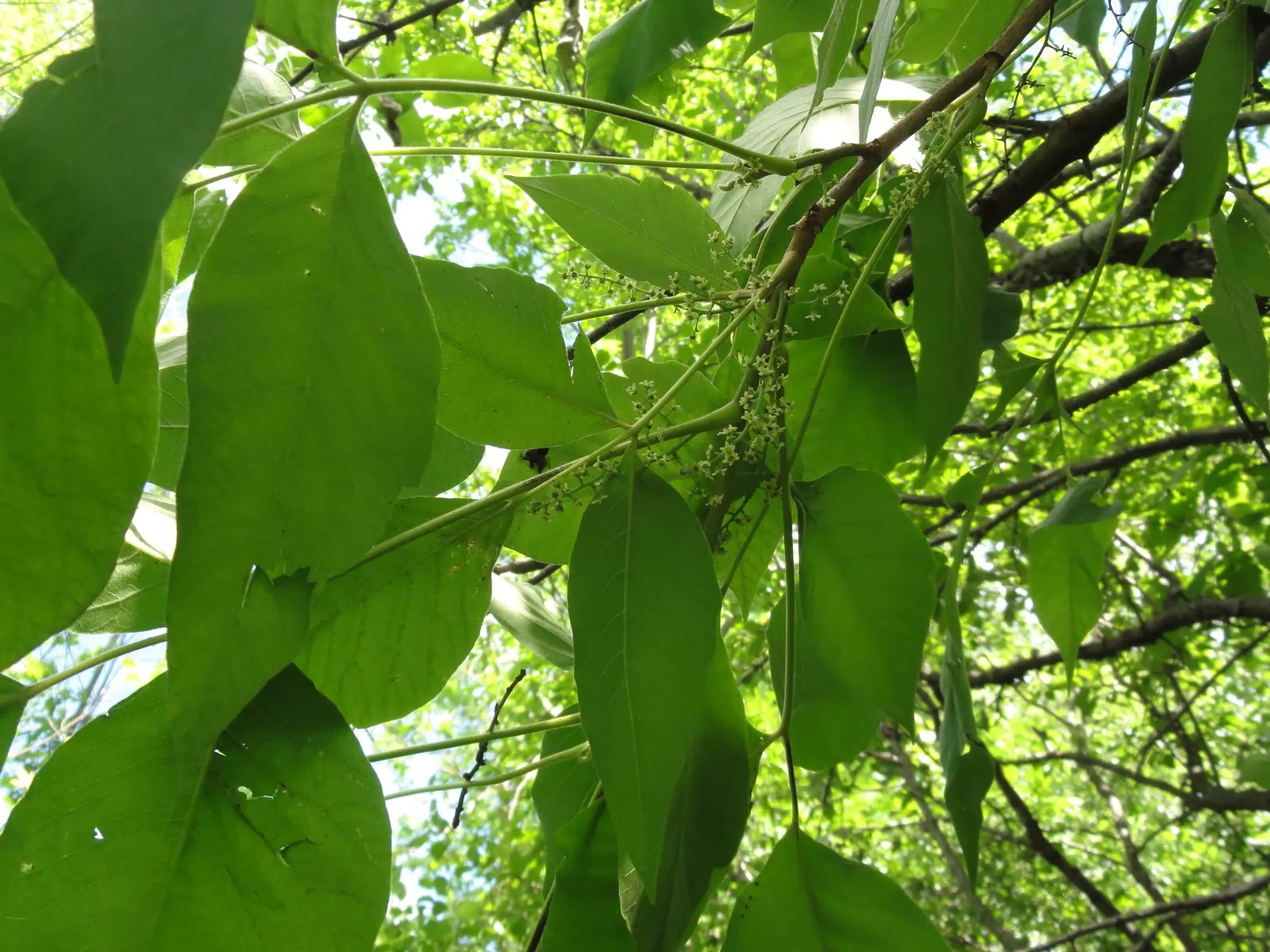 Poison Ivy (Toxicodendron Radicans) — with three almond-shaped leaflets; especially in areas with human activity