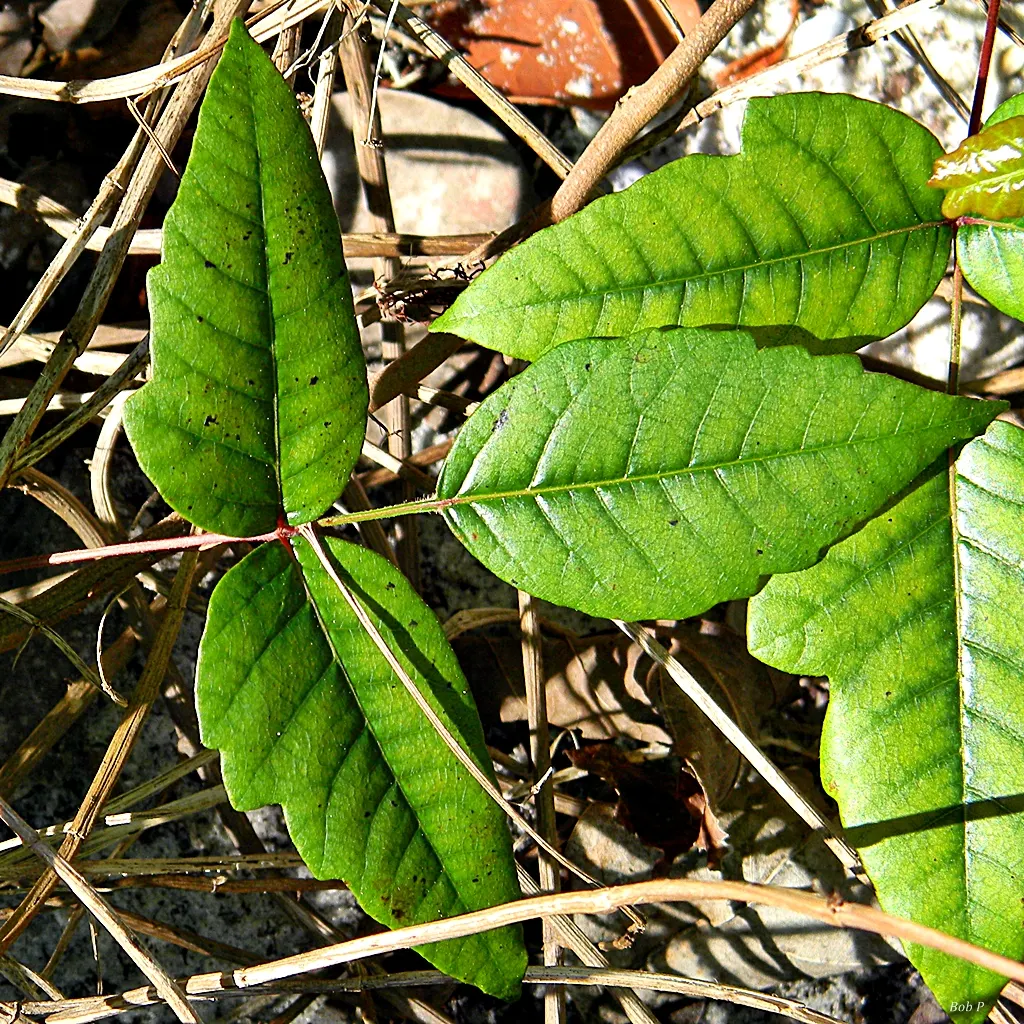 Poison Ivy (Toxicodendron Radicans) — Thriving in zones 4-10, it can spread as a groundcover or climb up to 30 feet as a vine, image 67