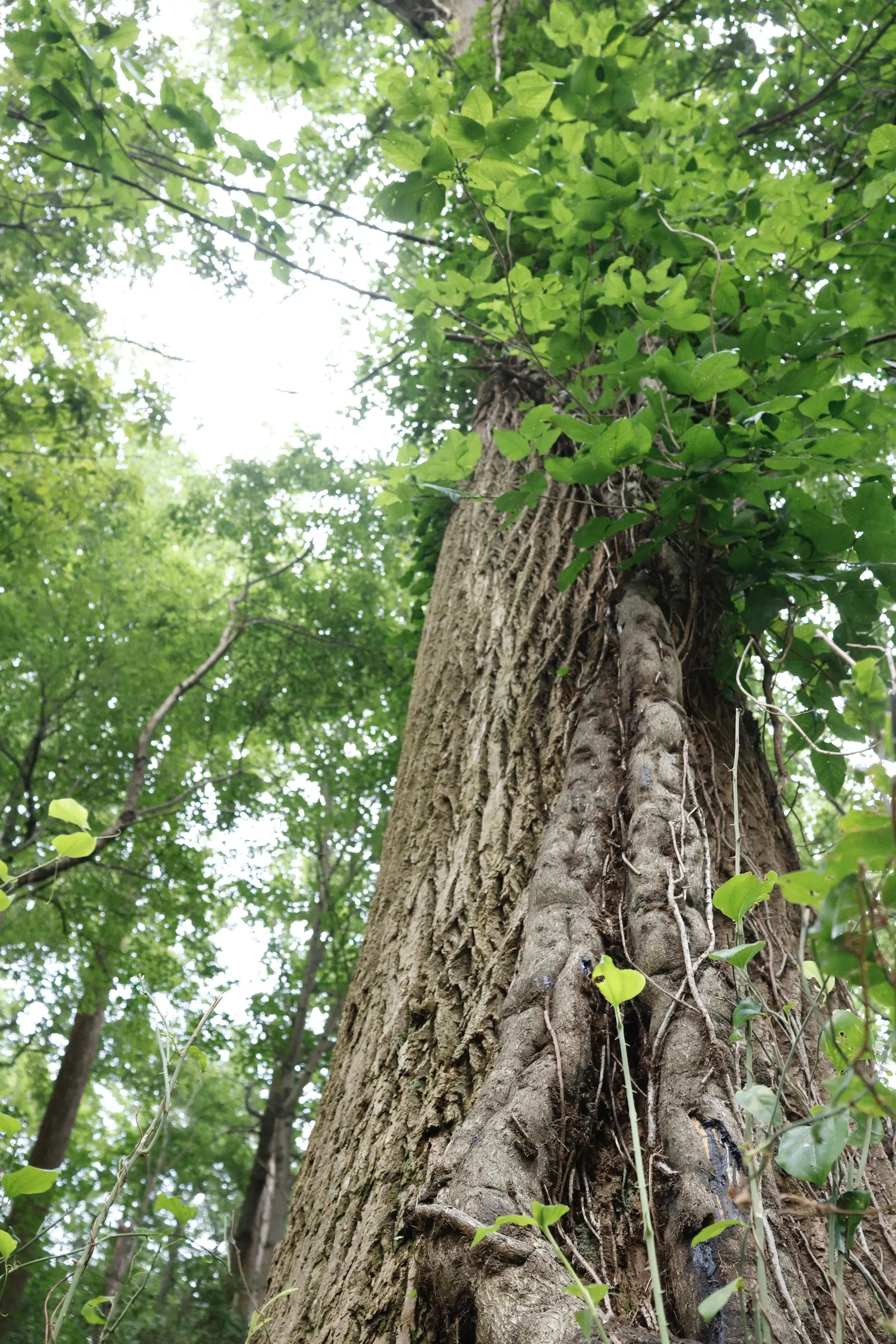 Poison Ivy (Toxicodendron Radicans) — Due to its invasive nature and health risks, it's generally unwelcome in landscapes; especially in areas with, image 48