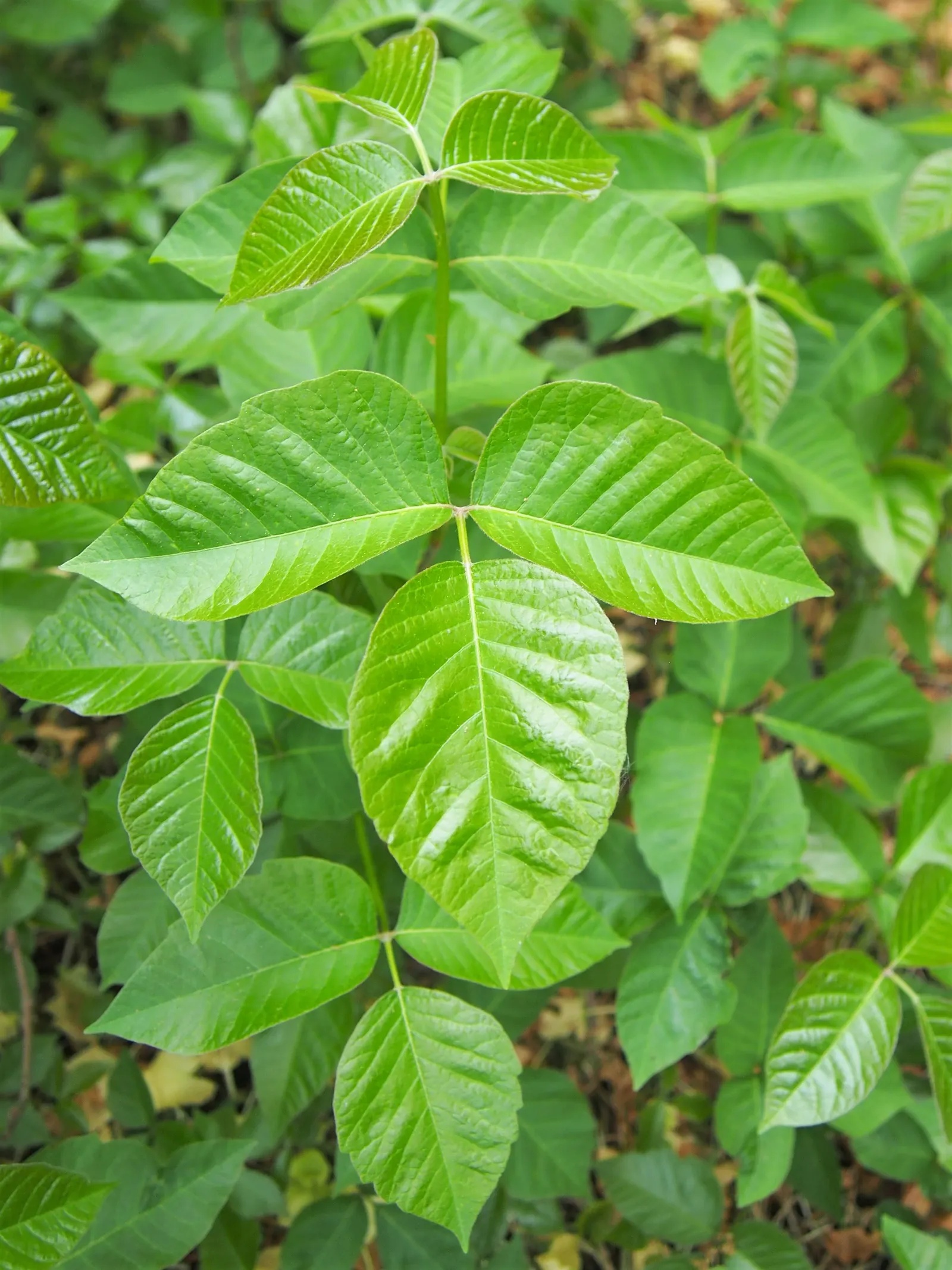 Poison Ivy (Toxicodendron Radicans) — Exercise caution: even dead plants can still cause reactions